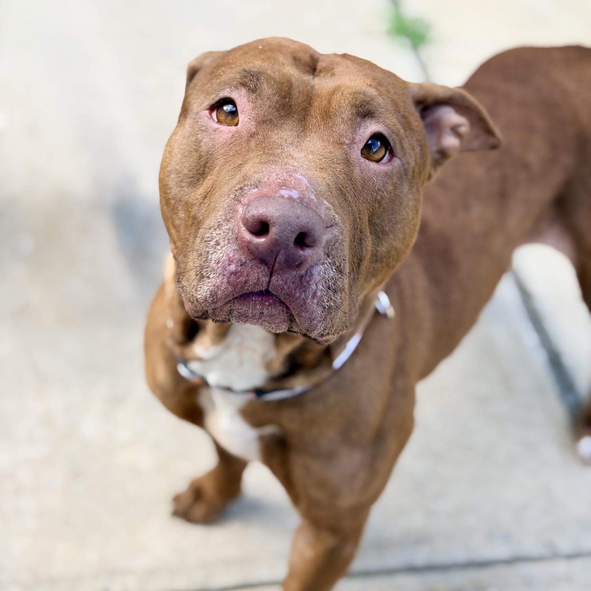 Enlarge Lilly, a ADOPTABLE mixed breed in Manahawkin, NJ image 3/3