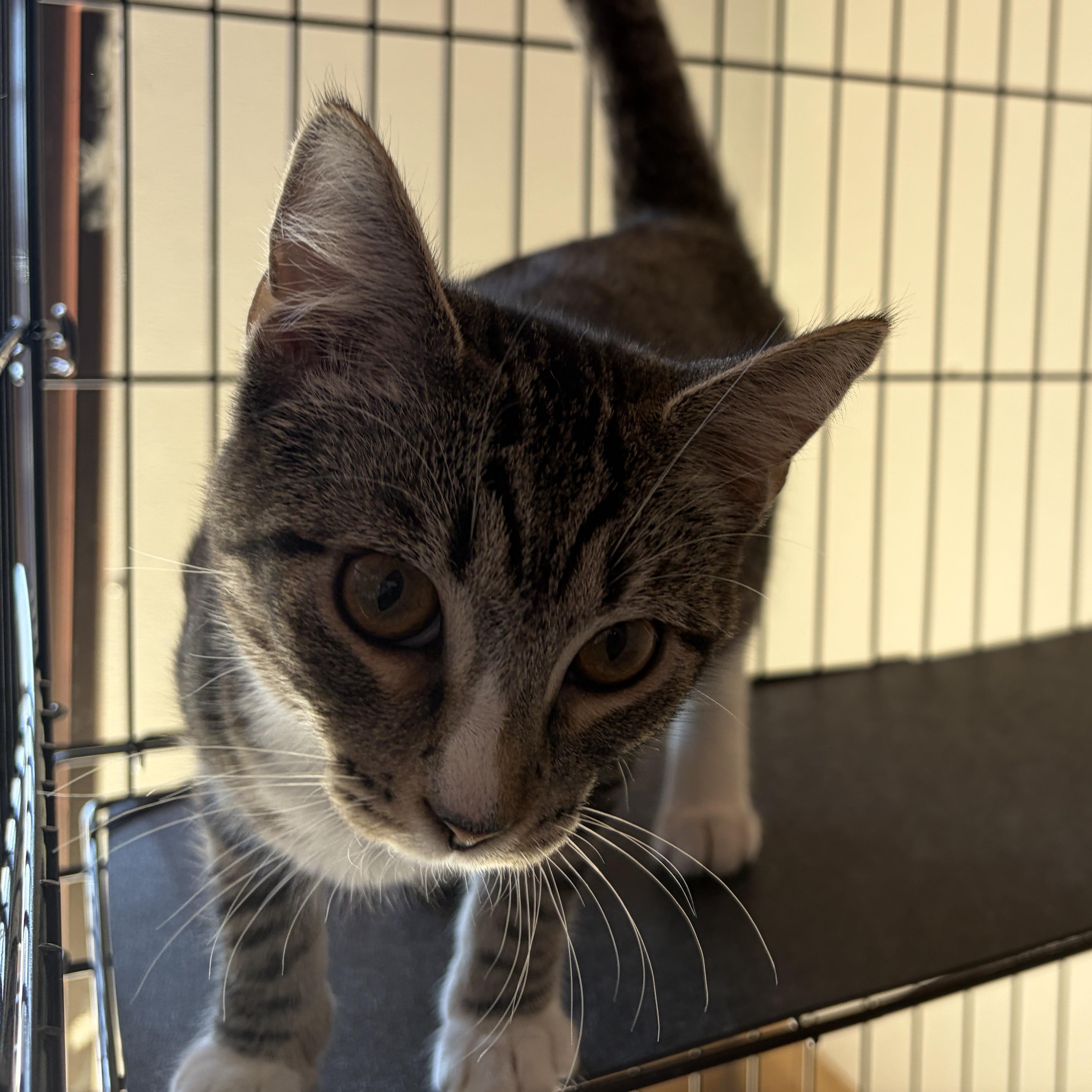 Eggo, an adopted mixed breed in Lumberton, NC image 3/3