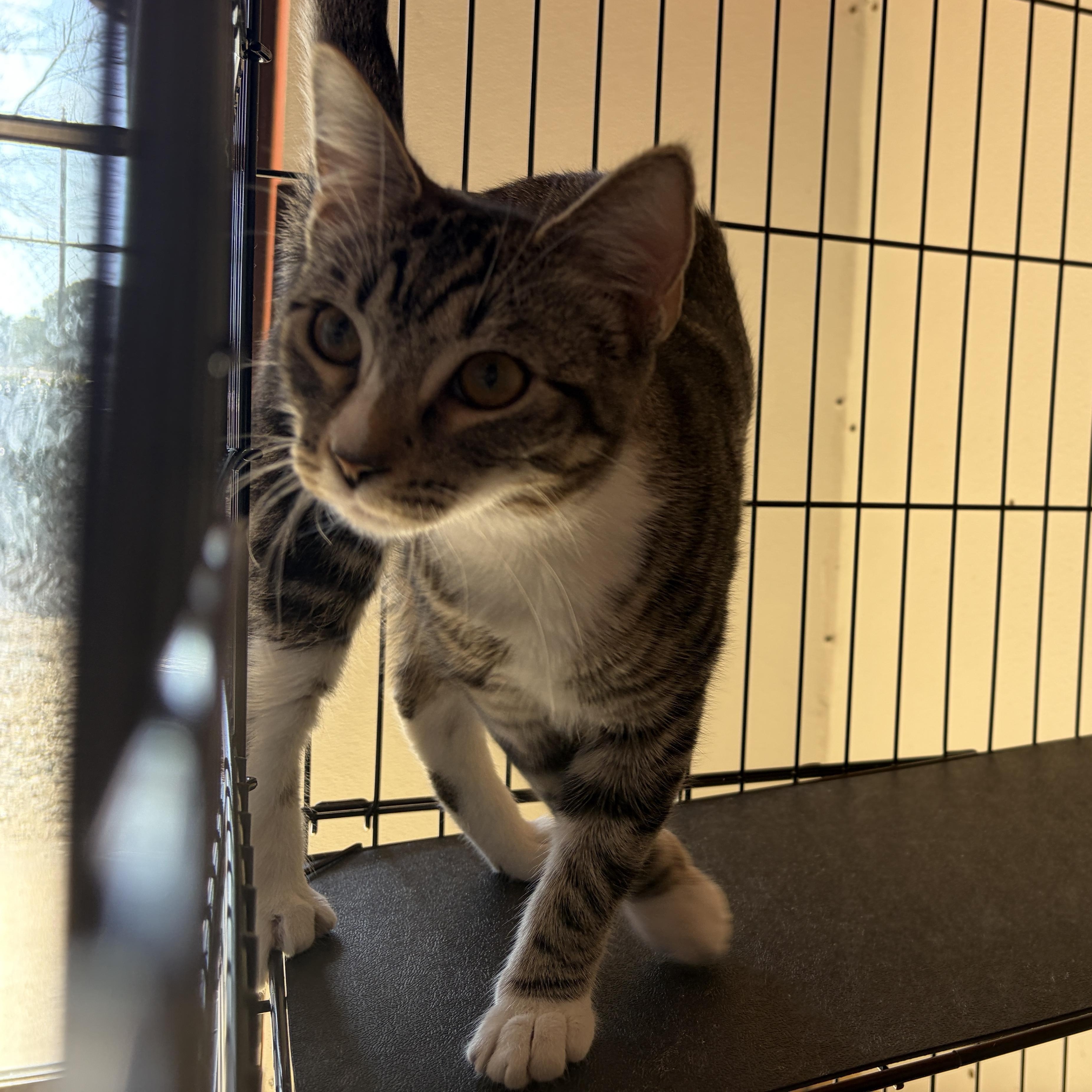 Eggo, an adopted mixed breed in Lumberton, NC image 2/3