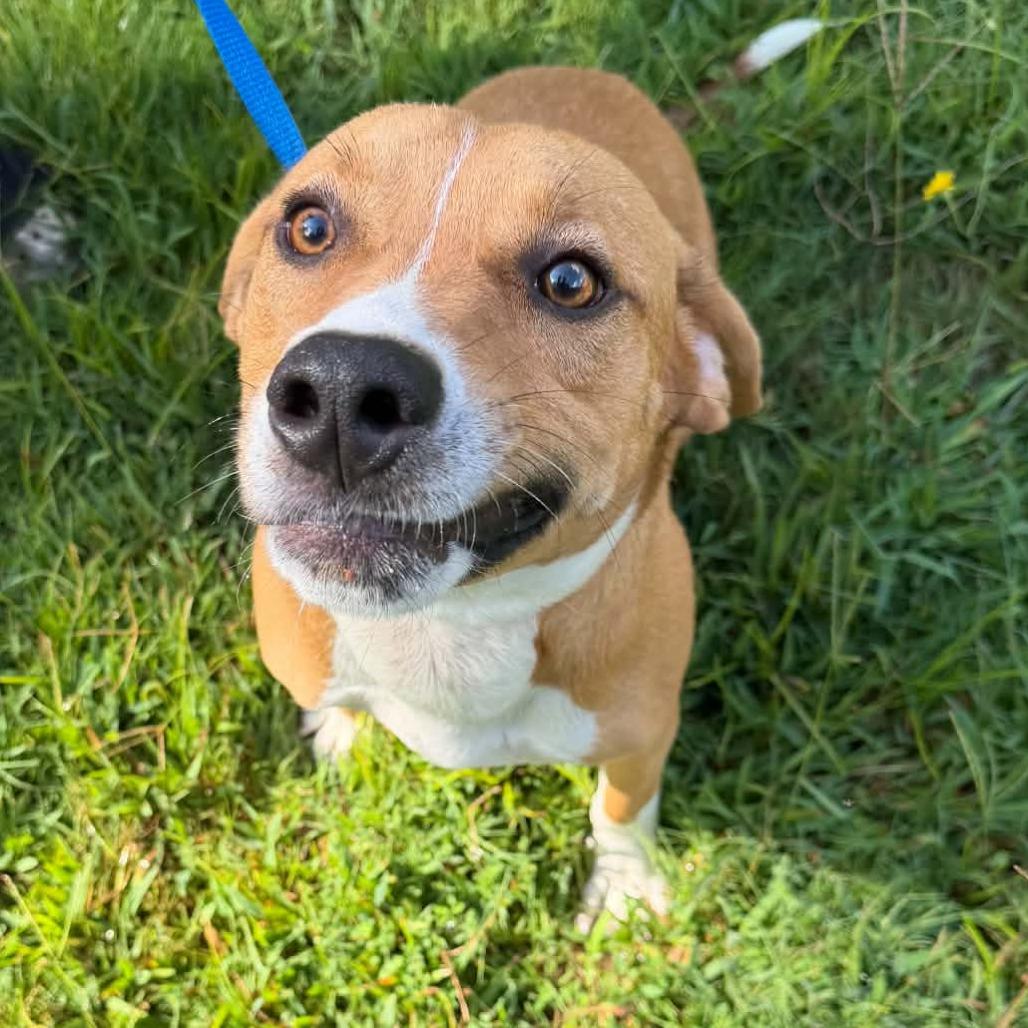 Enlarge Toby, a Adoptable Terrier in LaGrange, GA image 2/2