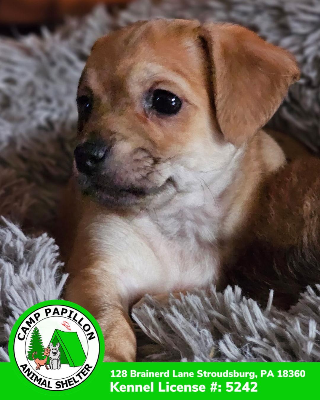 Cinna, Adoptable, Puppy Female Chihuahua & Pomeranian.