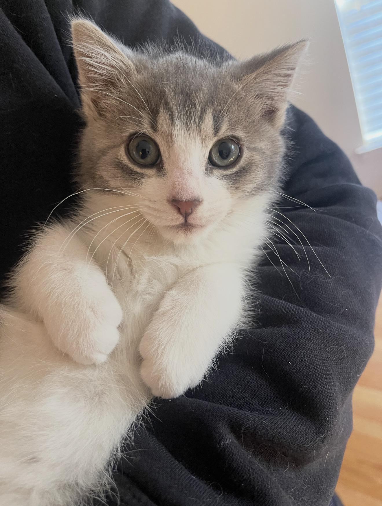 Mr. Pudgy, adopted, Kitten Male Domestic Short Hair.