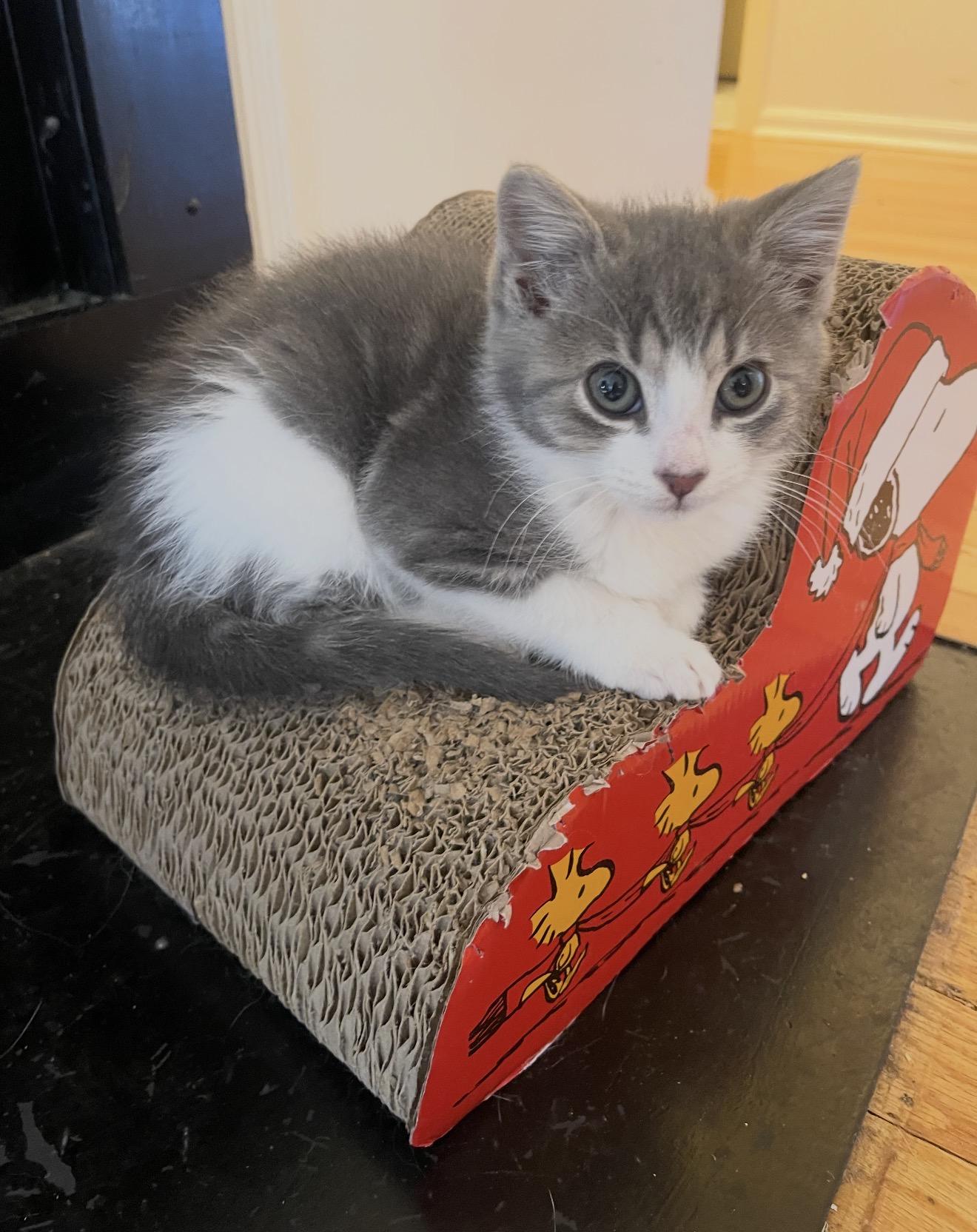Enlarge Mr. Pudgy, an adopted Domestic Short Hair in Nutley, NJ image 5/5