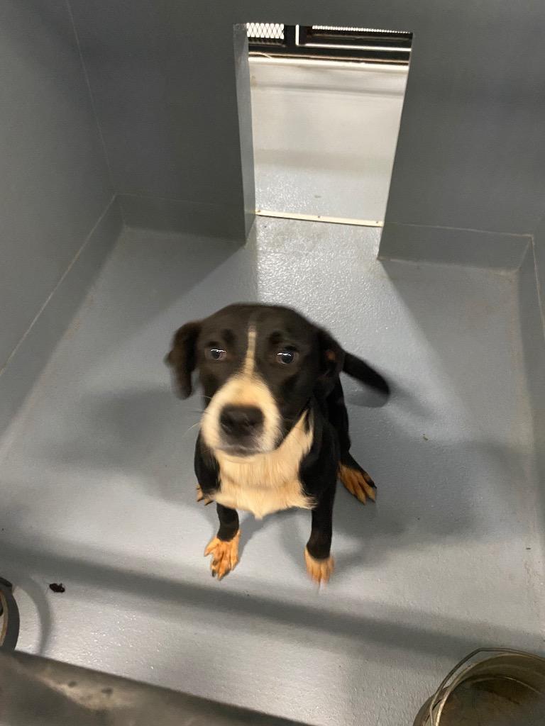 Sallie, Adoptable, Puppy Female Mixed Breed.