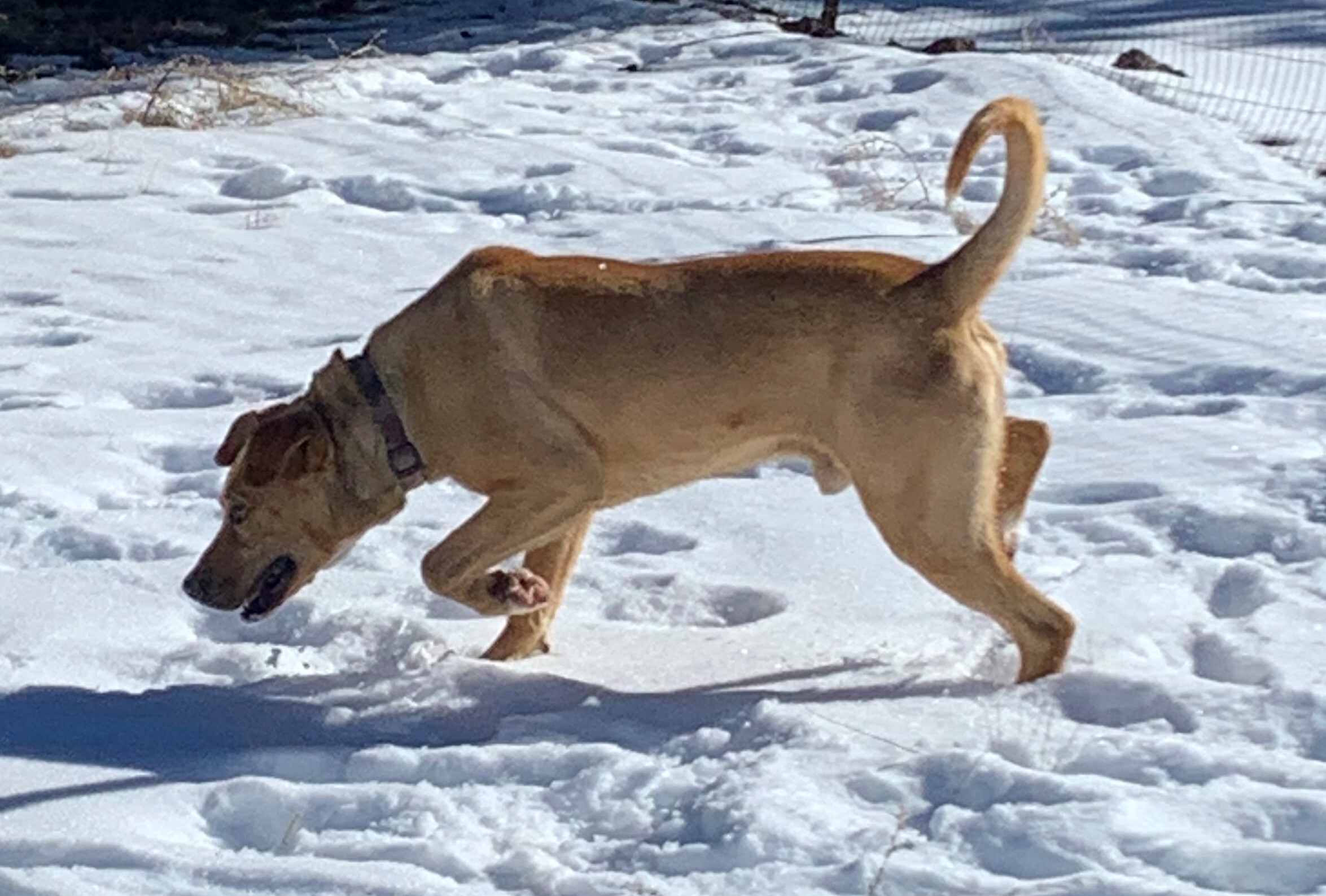 Jupiter, a Adoptable mixed breed in Albuquerque, NM image 1/8