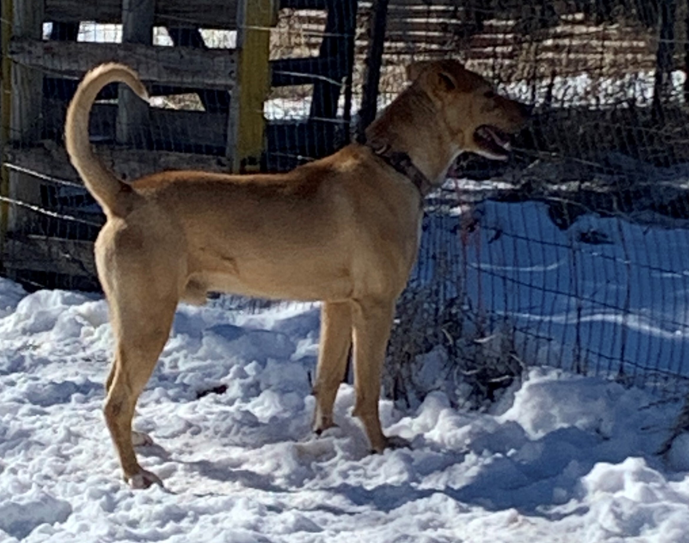 Jupiter, a Adoptable mixed breed in Albuquerque, NM image 2/8