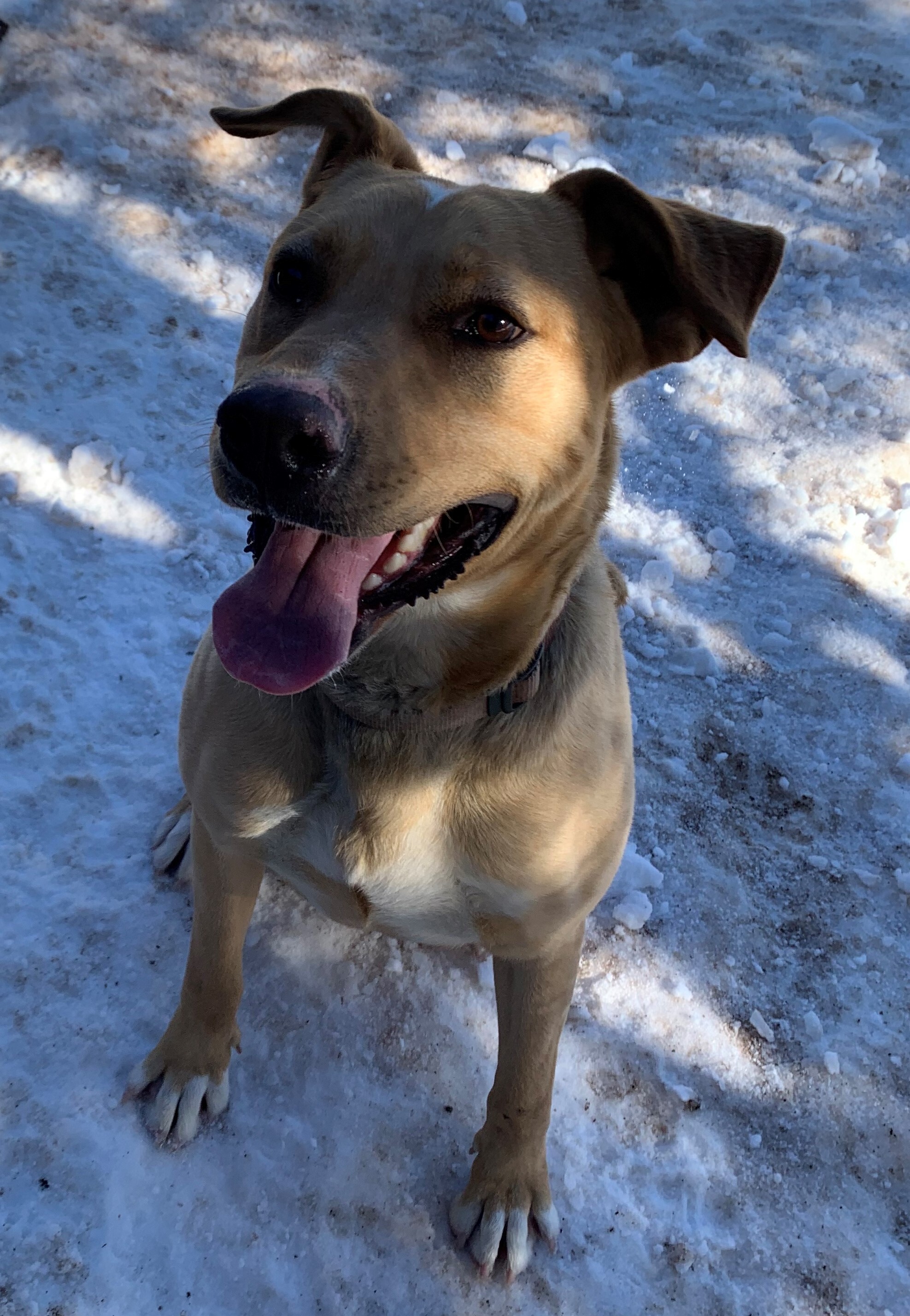 Jupiter, a Adoptable mixed breed in Albuquerque, NM image 4/8