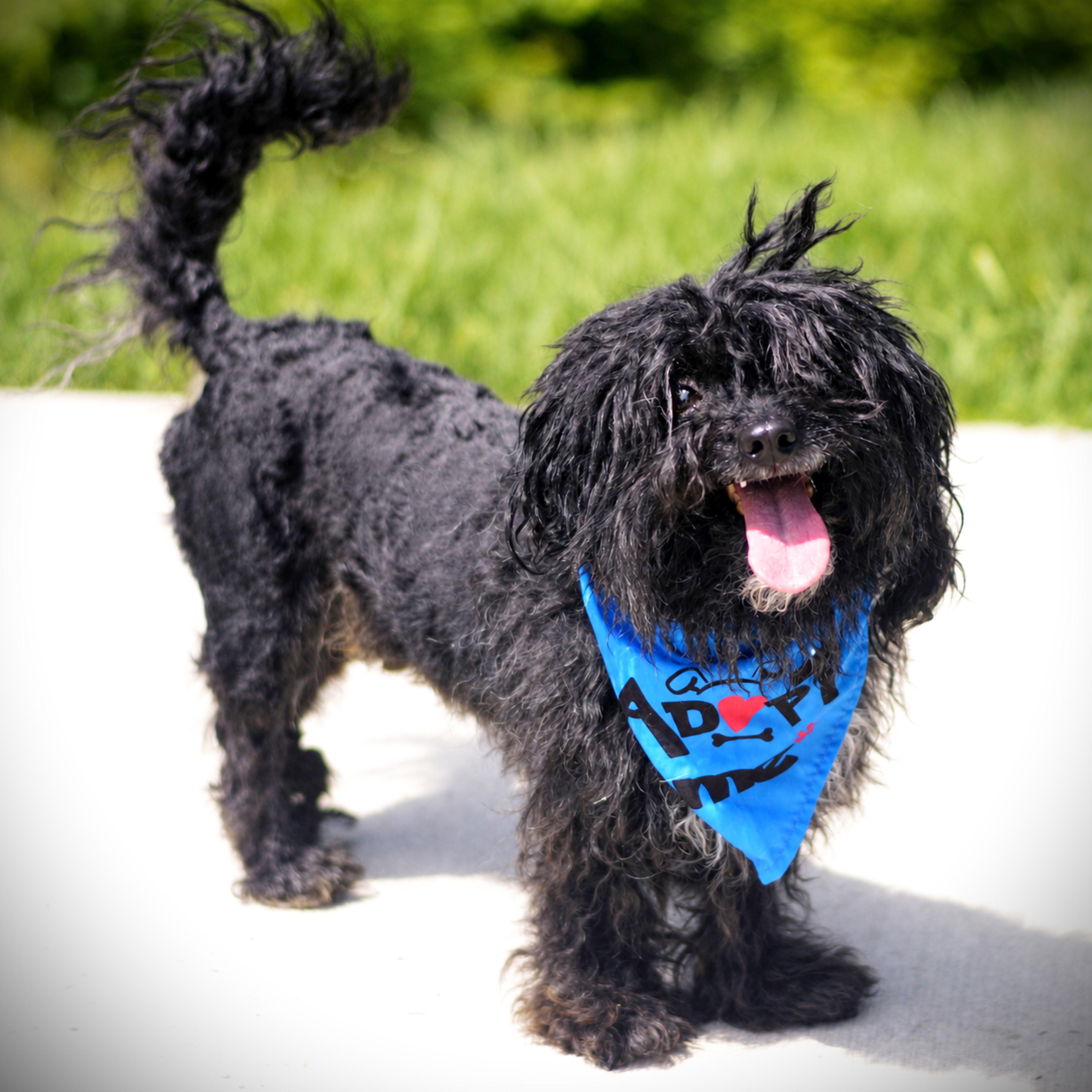 Moose, an adoptable mixed breed in Amsterdam, NY image 2/3