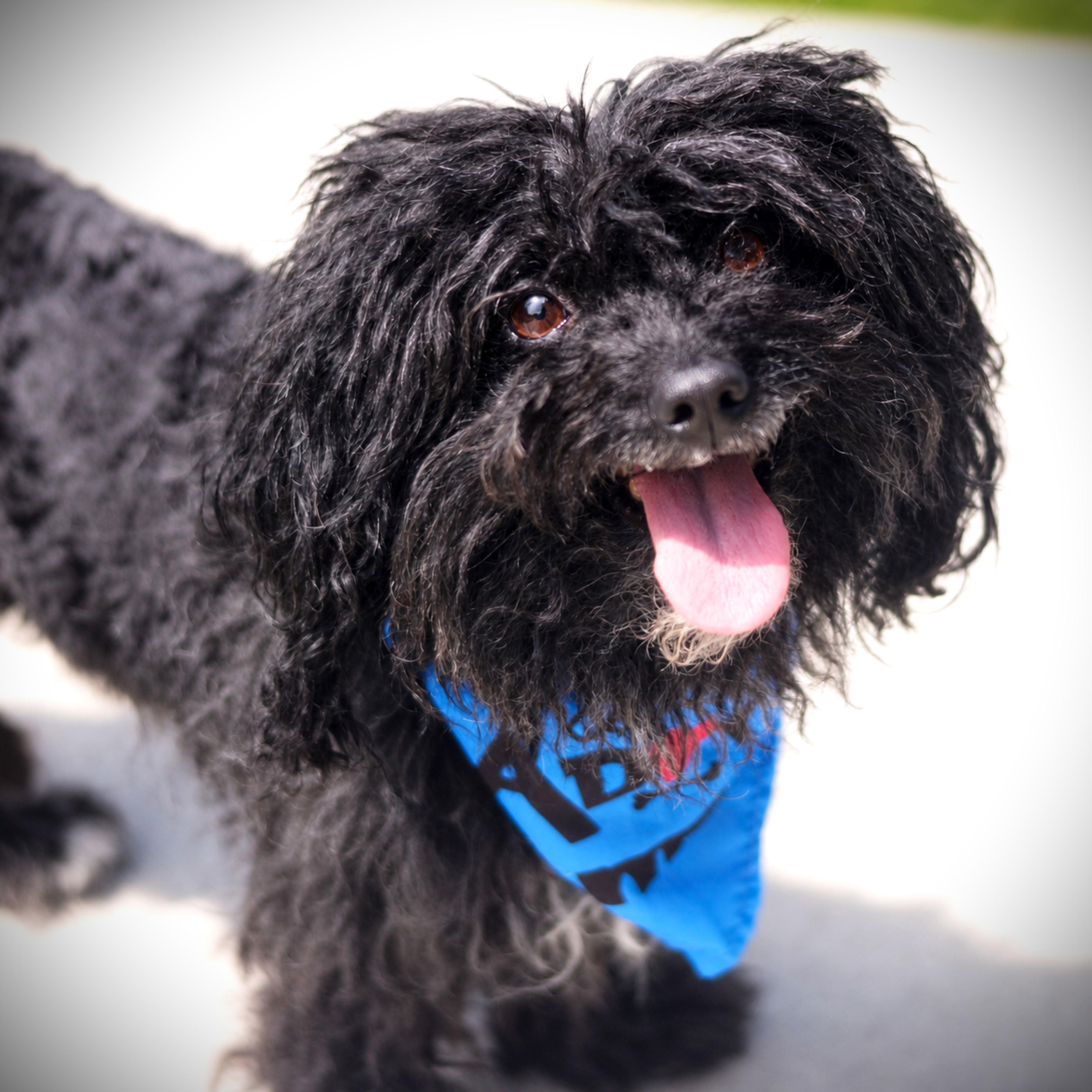 Moose, an adoptable mixed breed in Amsterdam, NY image 3/3