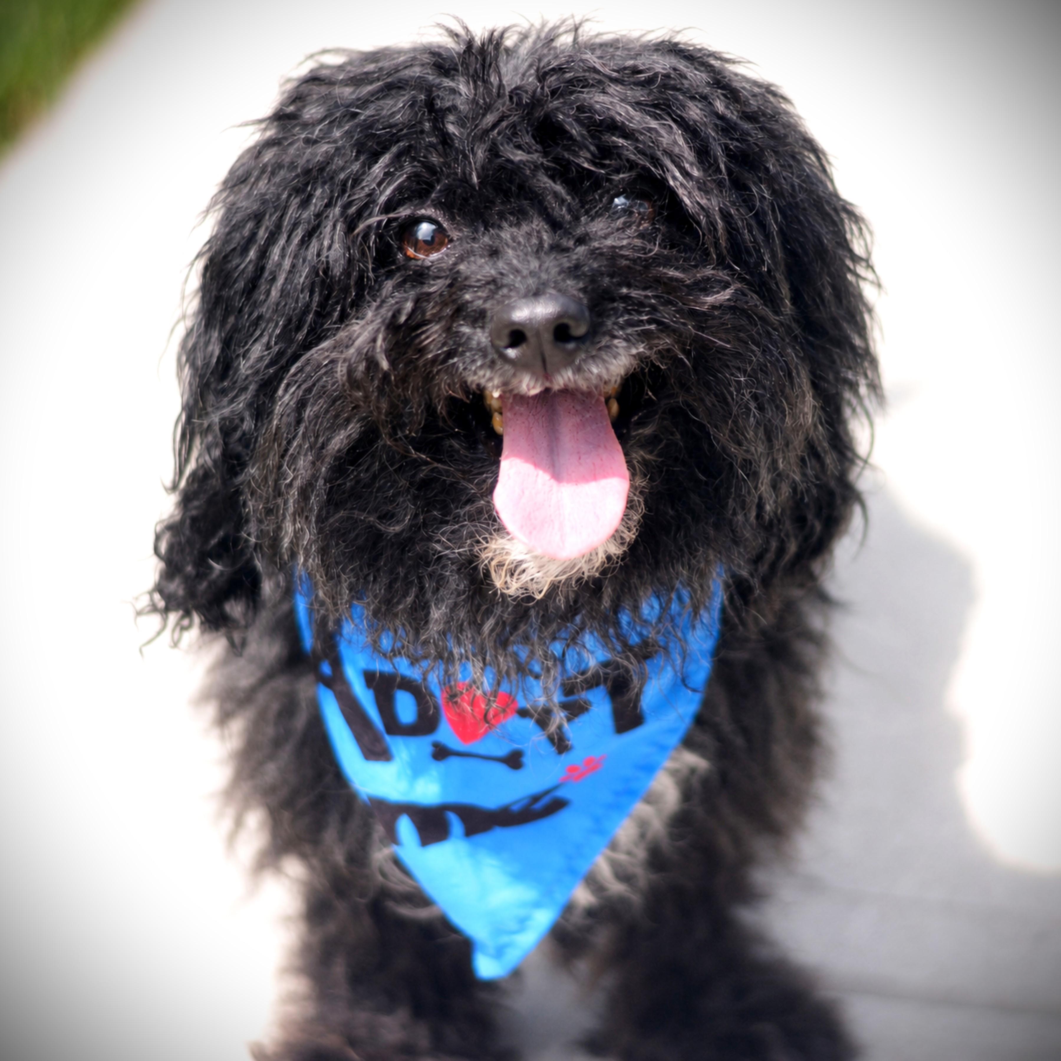 Moose, adoptable, Adult Male Poodle (Toy) & Chihuahua.