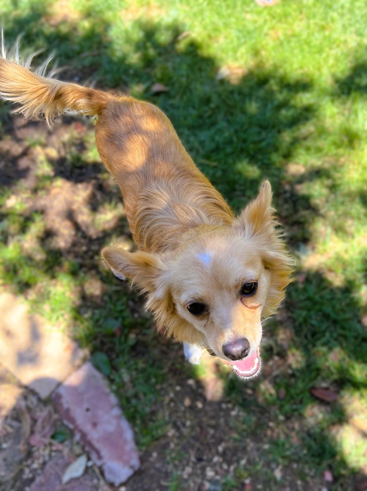 Enlarge Ozzy, a ADOPTABLE mixed breed in tracy, CA image 3/3