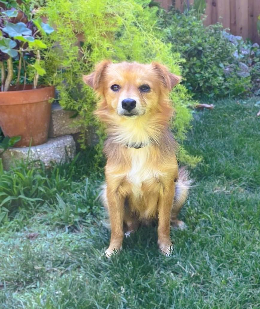 Ozzy, ADOPTABLE, Young Male Brittany Spaniel & Chihuahua.