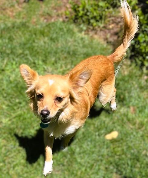 Enlarge Ozzy, a ADOPTABLE mixed breed in tracy, CA image 2/3