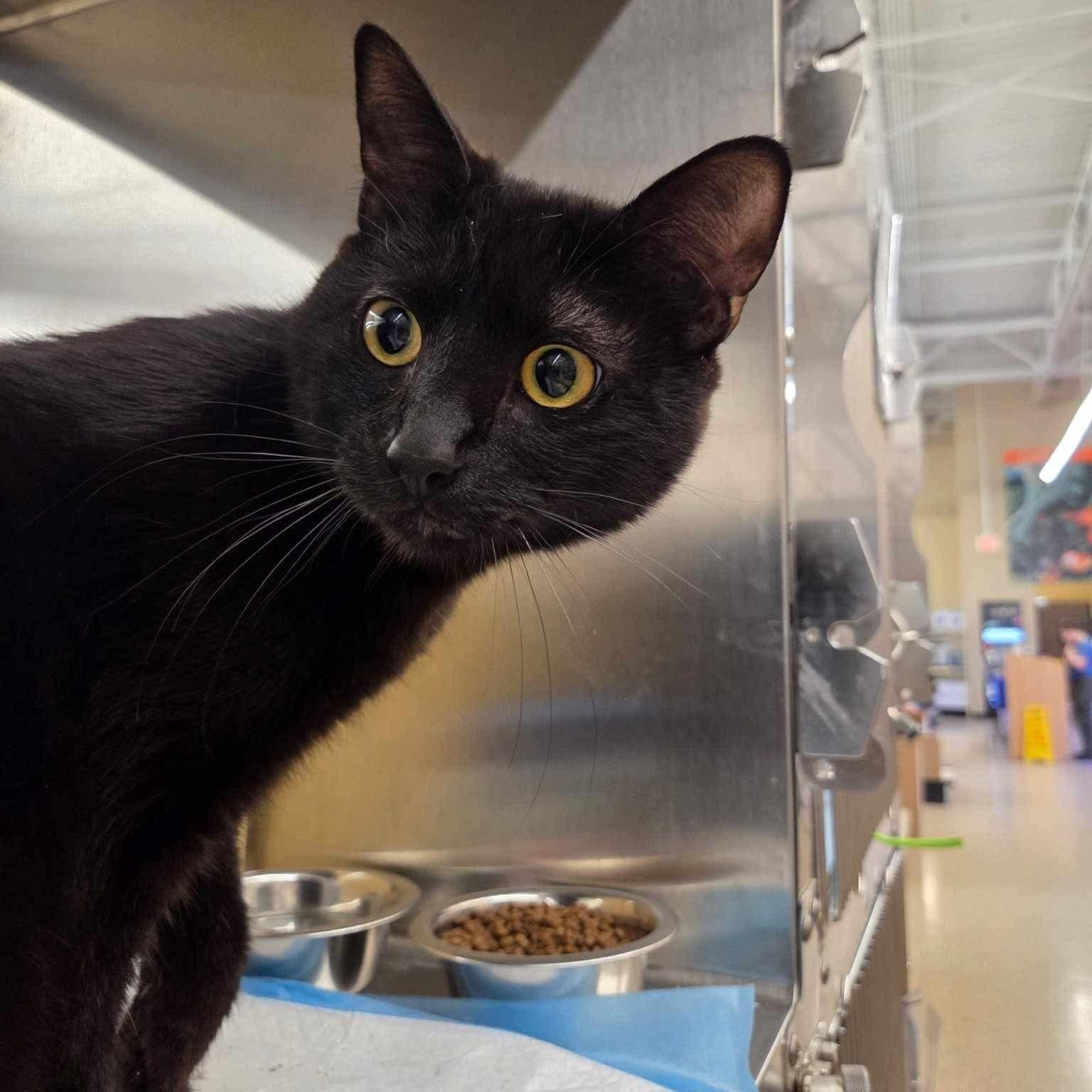 Alder, Adult Male Domestic Short Hair