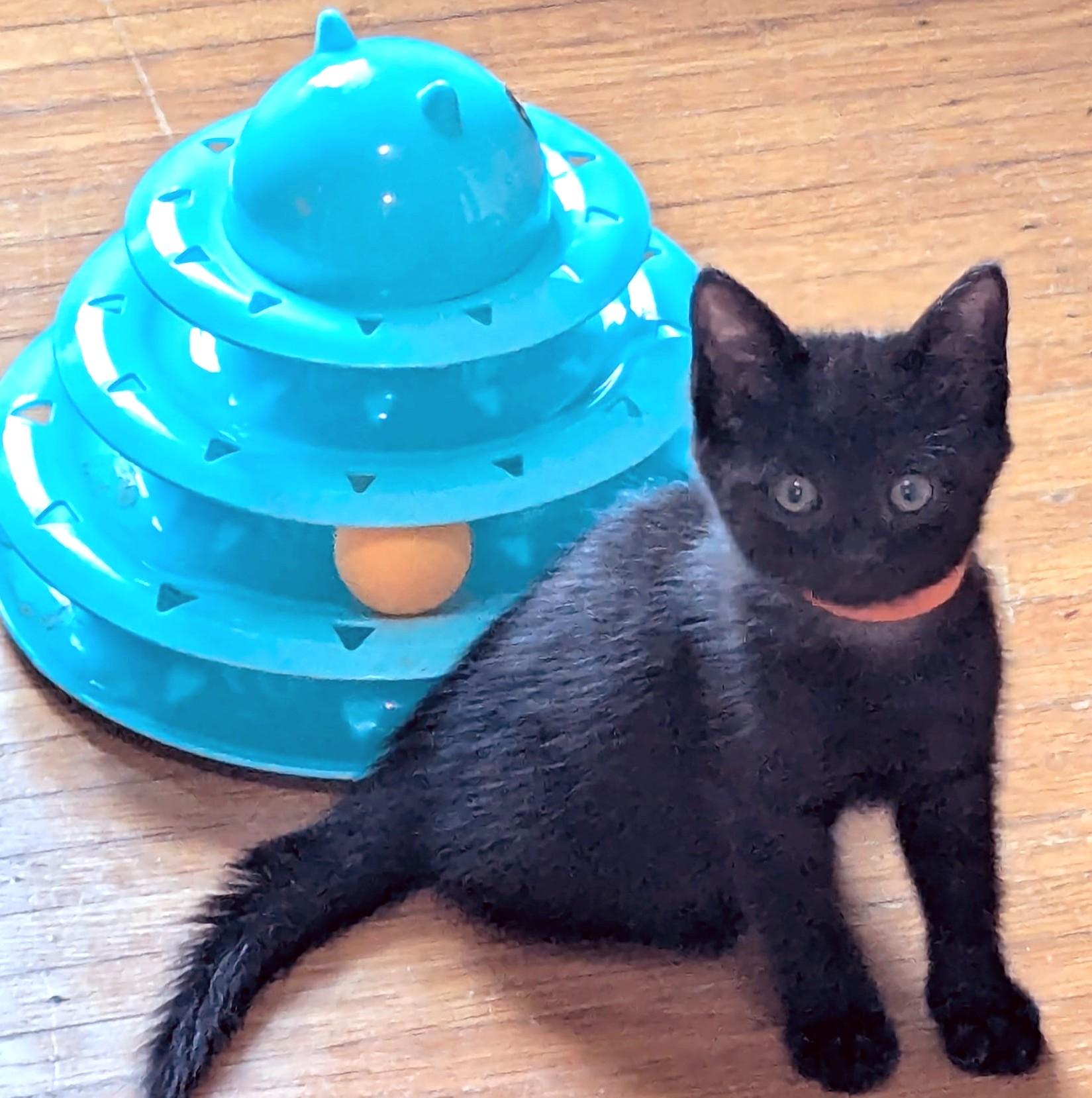 Peach, ADOPTABLE, Young Male American Shorthair.