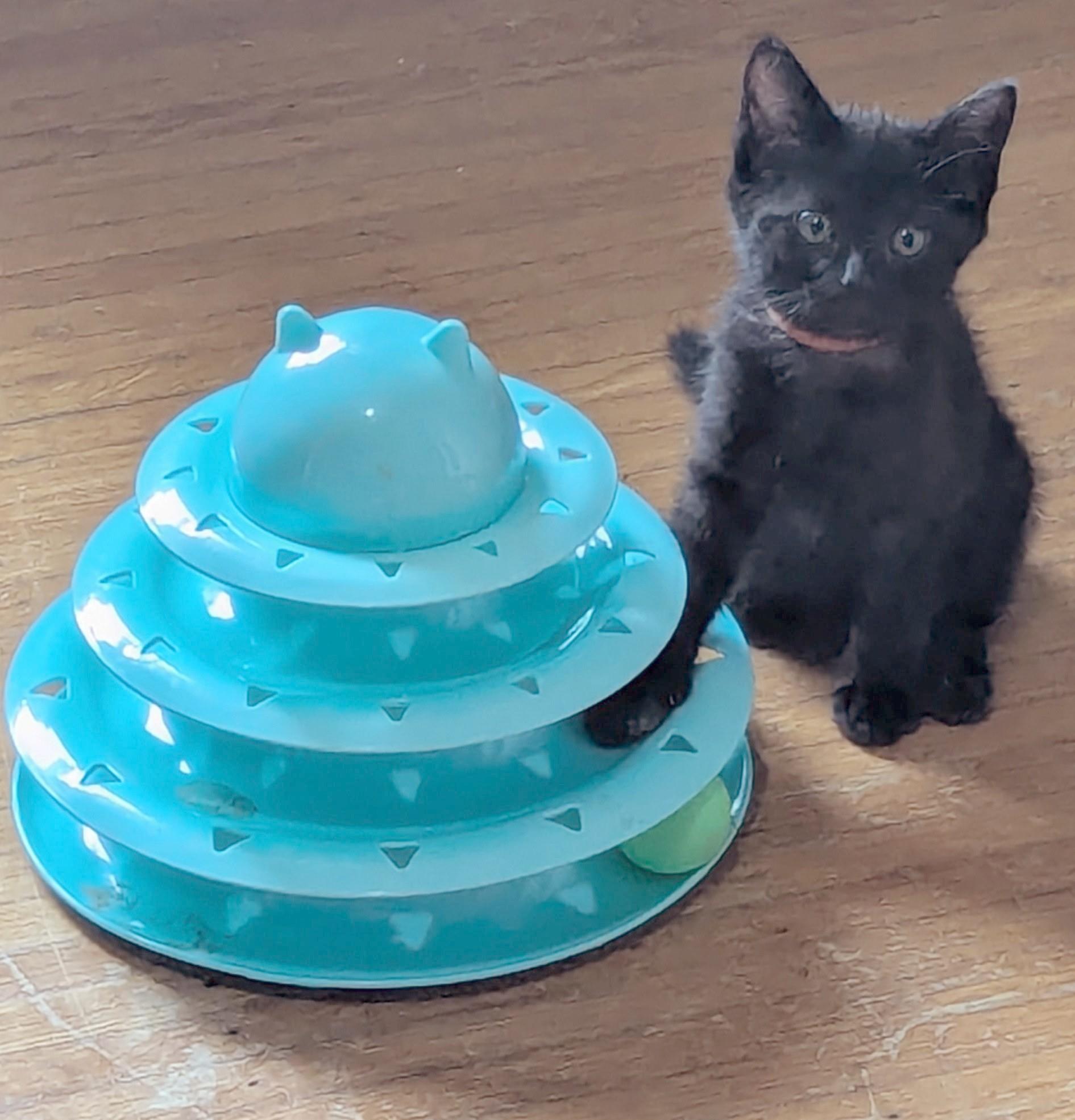 Peach, a ADOPTABLE American Shorthair in Rochester, NY image 2/2