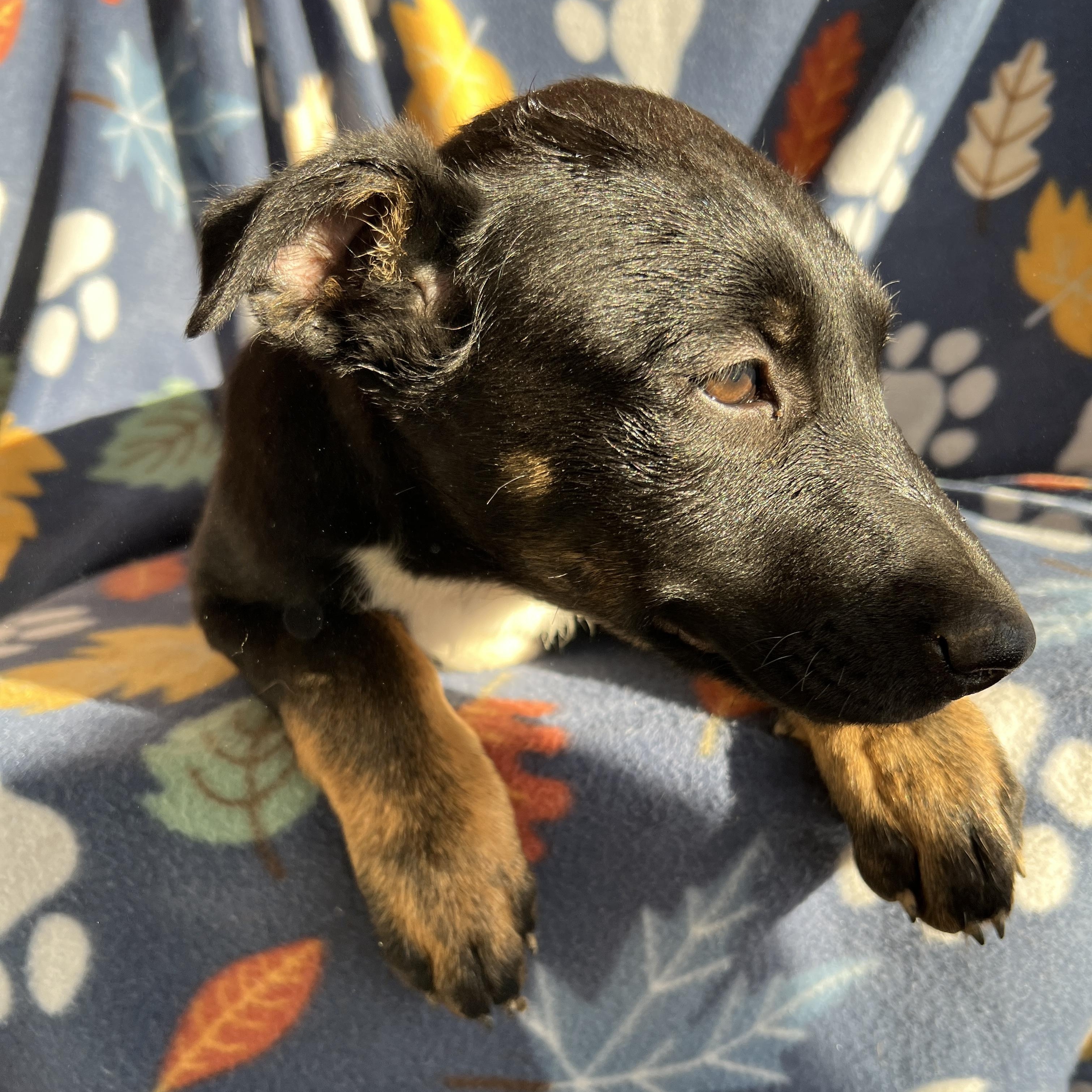 Enlarge Daisy Mae, an adopted mixed breed in San Diego , CA image 2/6