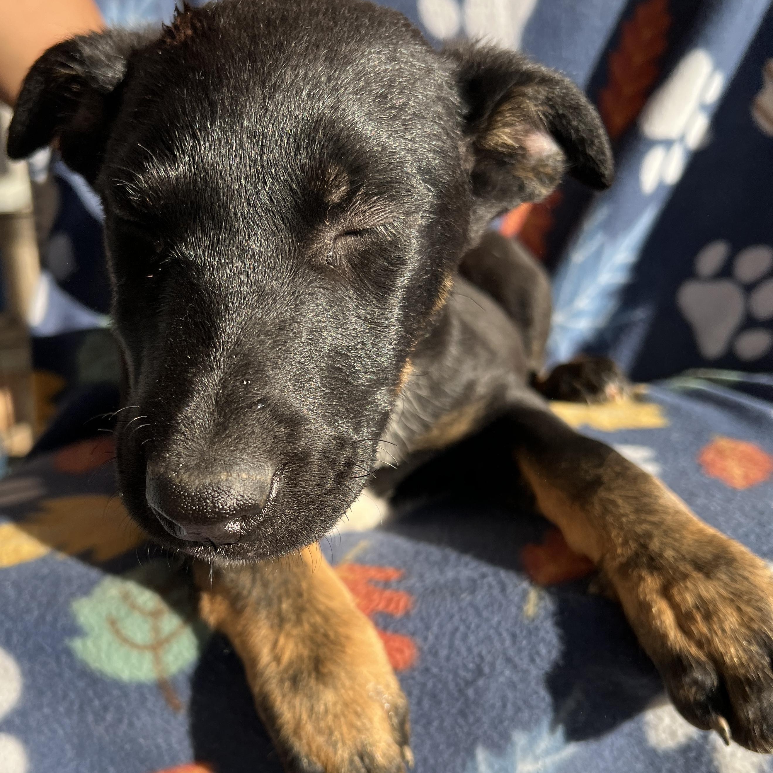 Enlarge Daisy Mae, an adopted mixed breed in San Diego , CA image 5/6