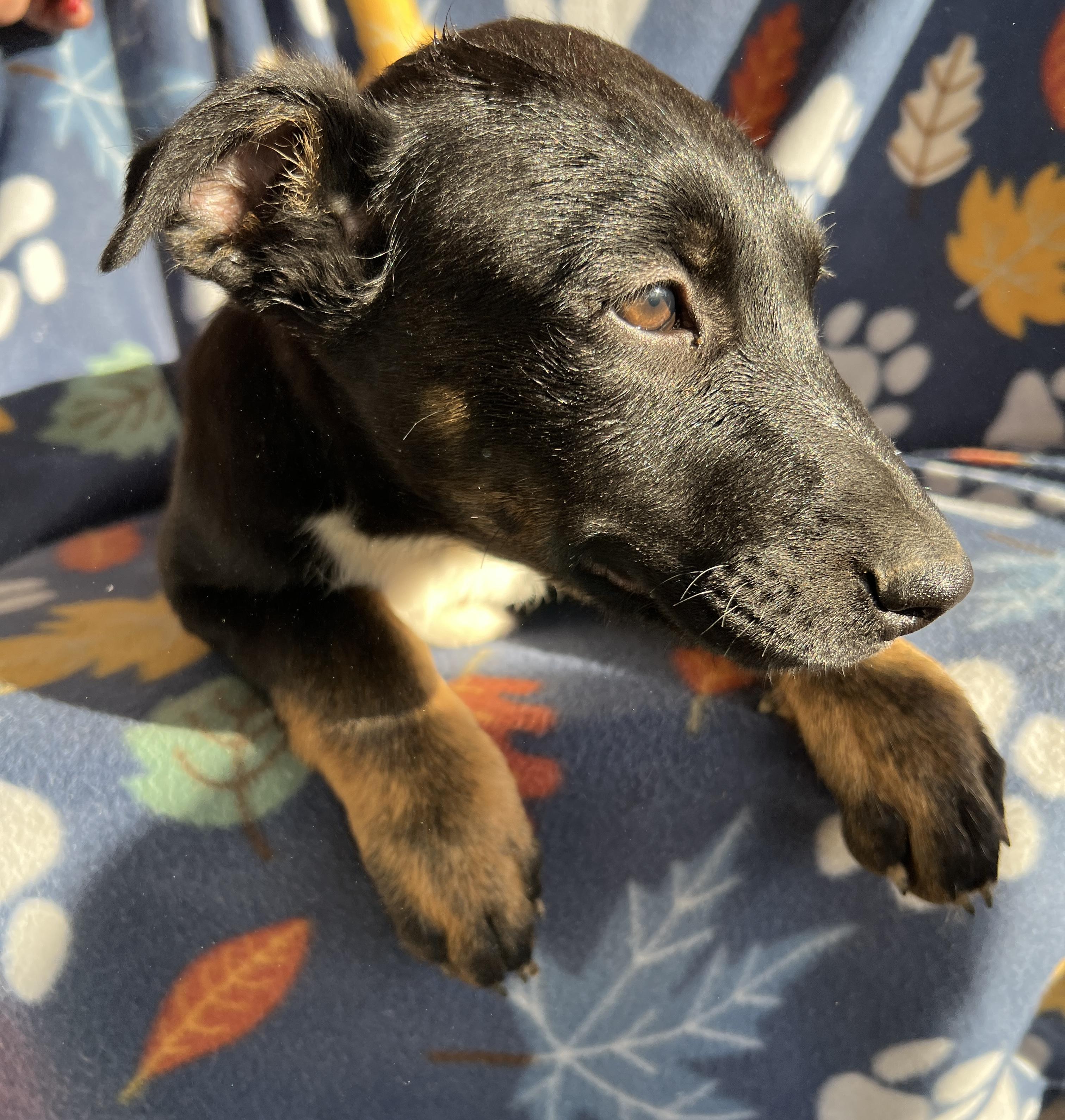 Enlarge Daisy Mae, an adopted mixed breed in San Diego , CA image 4/6