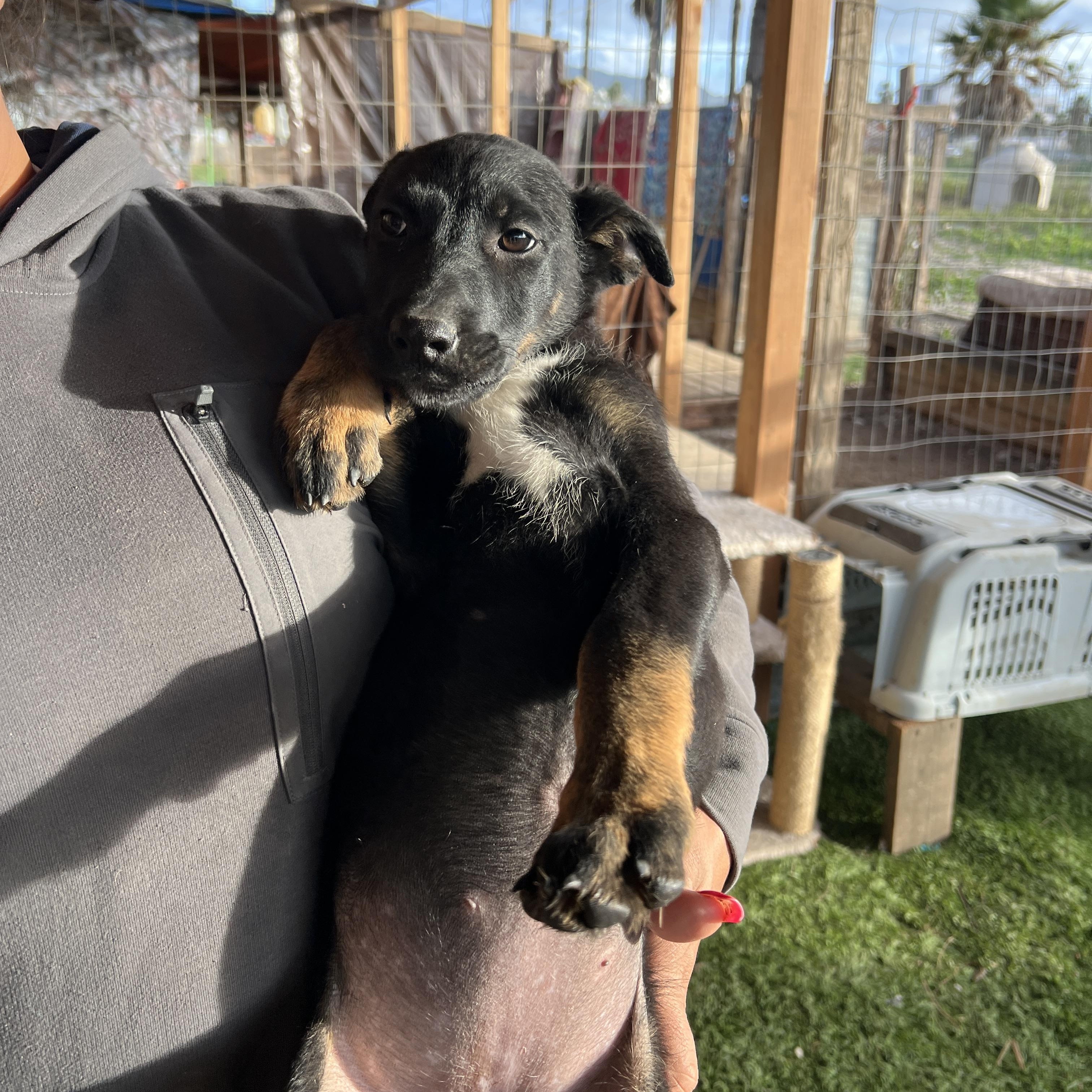 Enlarge Daisy Mae, an adopted mixed breed in San Diego , CA image 3/6