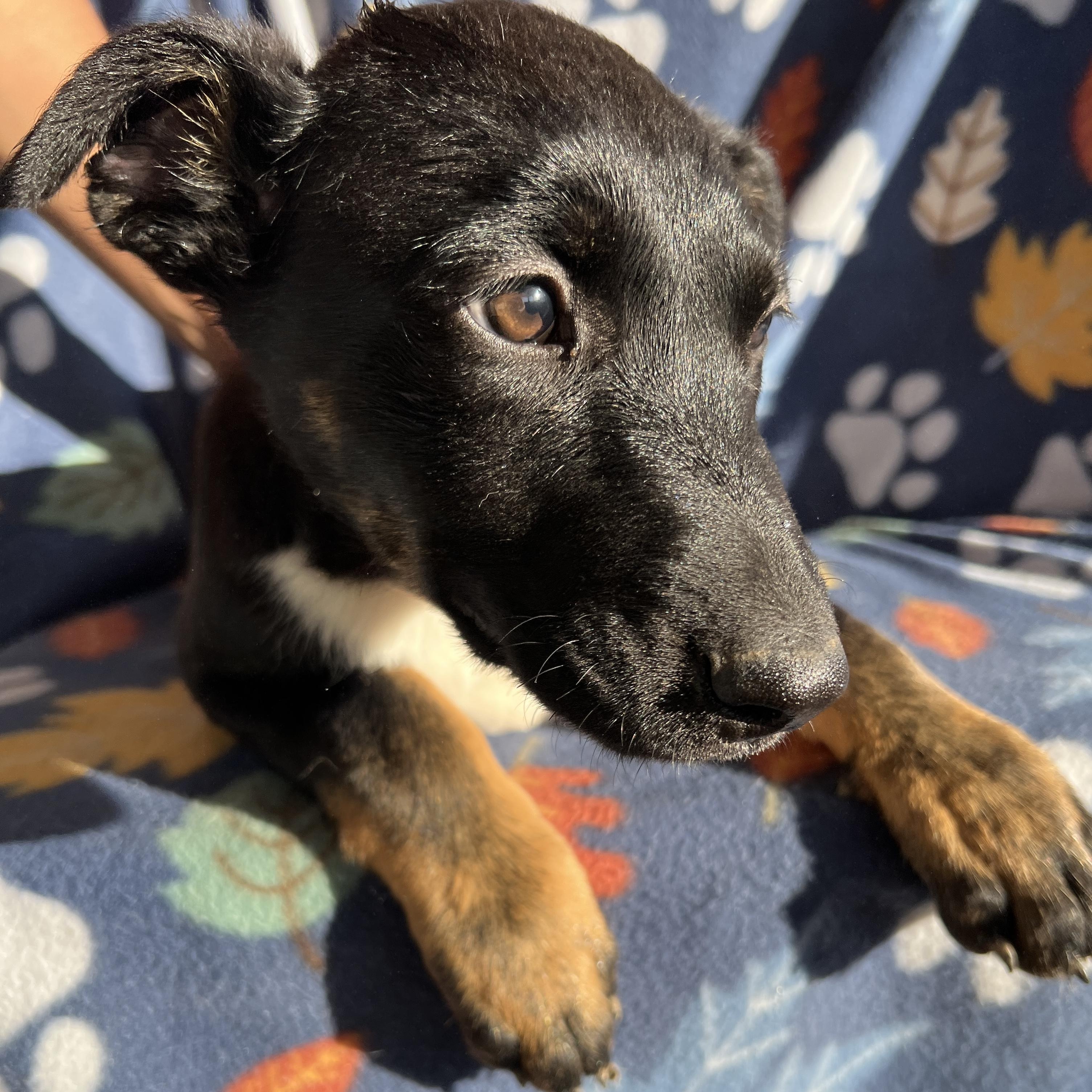 Enlarge Daisy Mae, an adopted mixed breed in San Diego , CA image 1/6