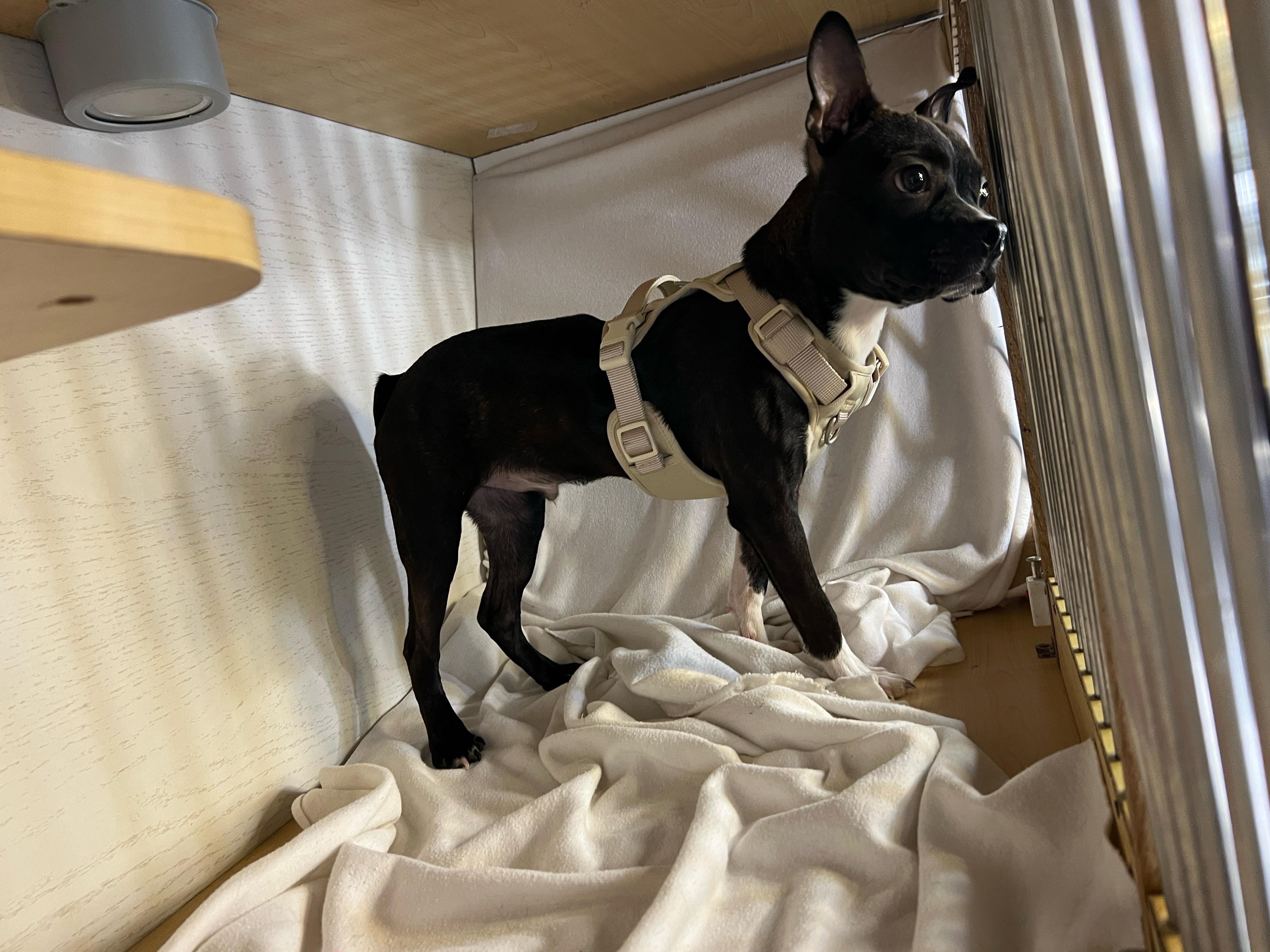 Guinness, ADOPTABLE, Puppy Male Boston Terrier.