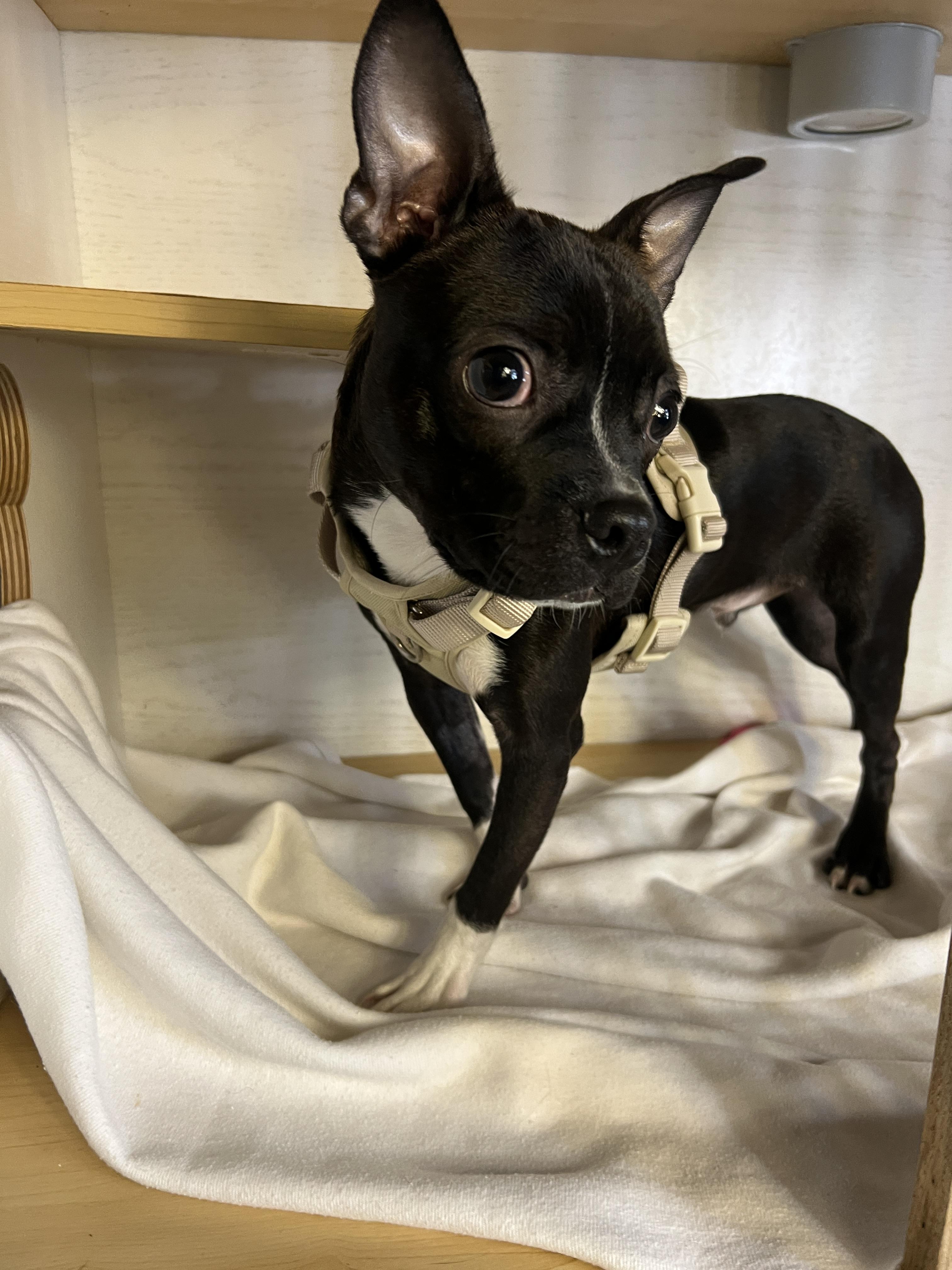 Enlarge Guinness, a ADOPTABLE Boston Terrier in Hawthorne, CA image 2/6