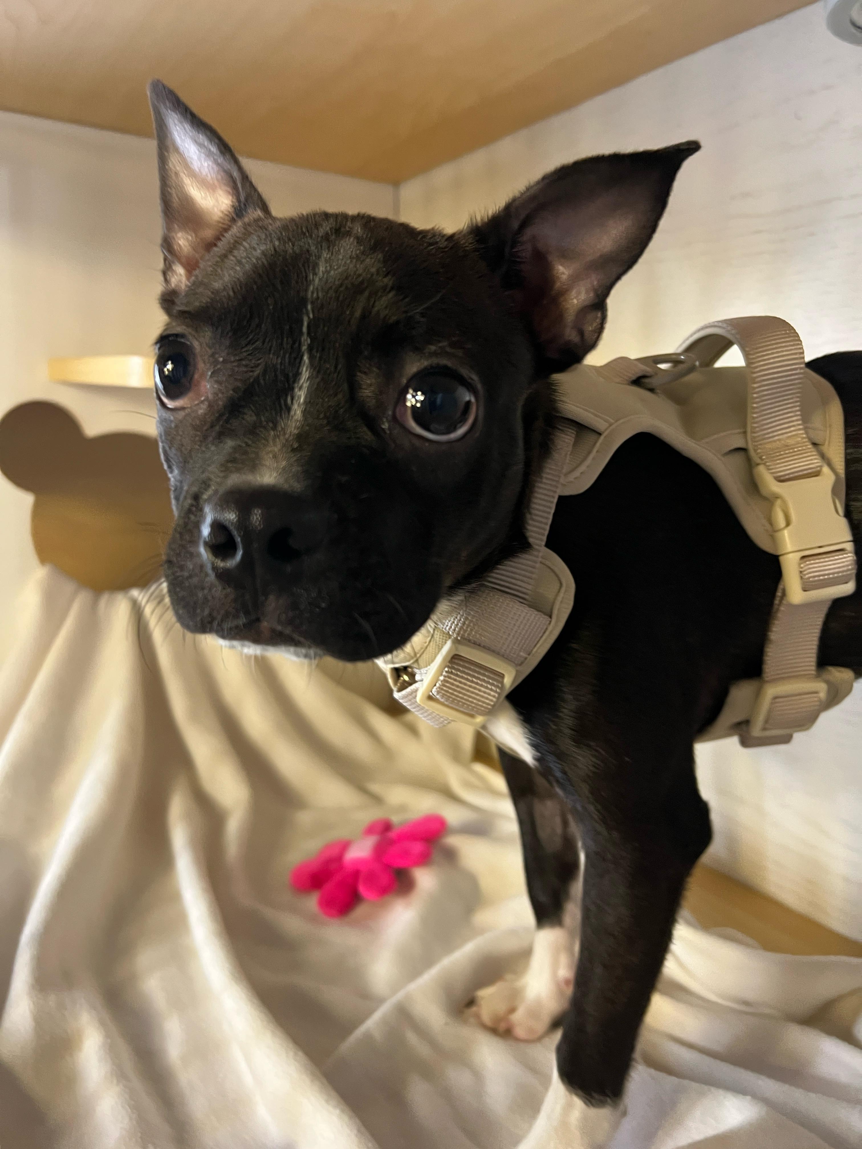 Enlarge Guinness, a ADOPTABLE Boston Terrier in Hawthorne, CA image 3/6