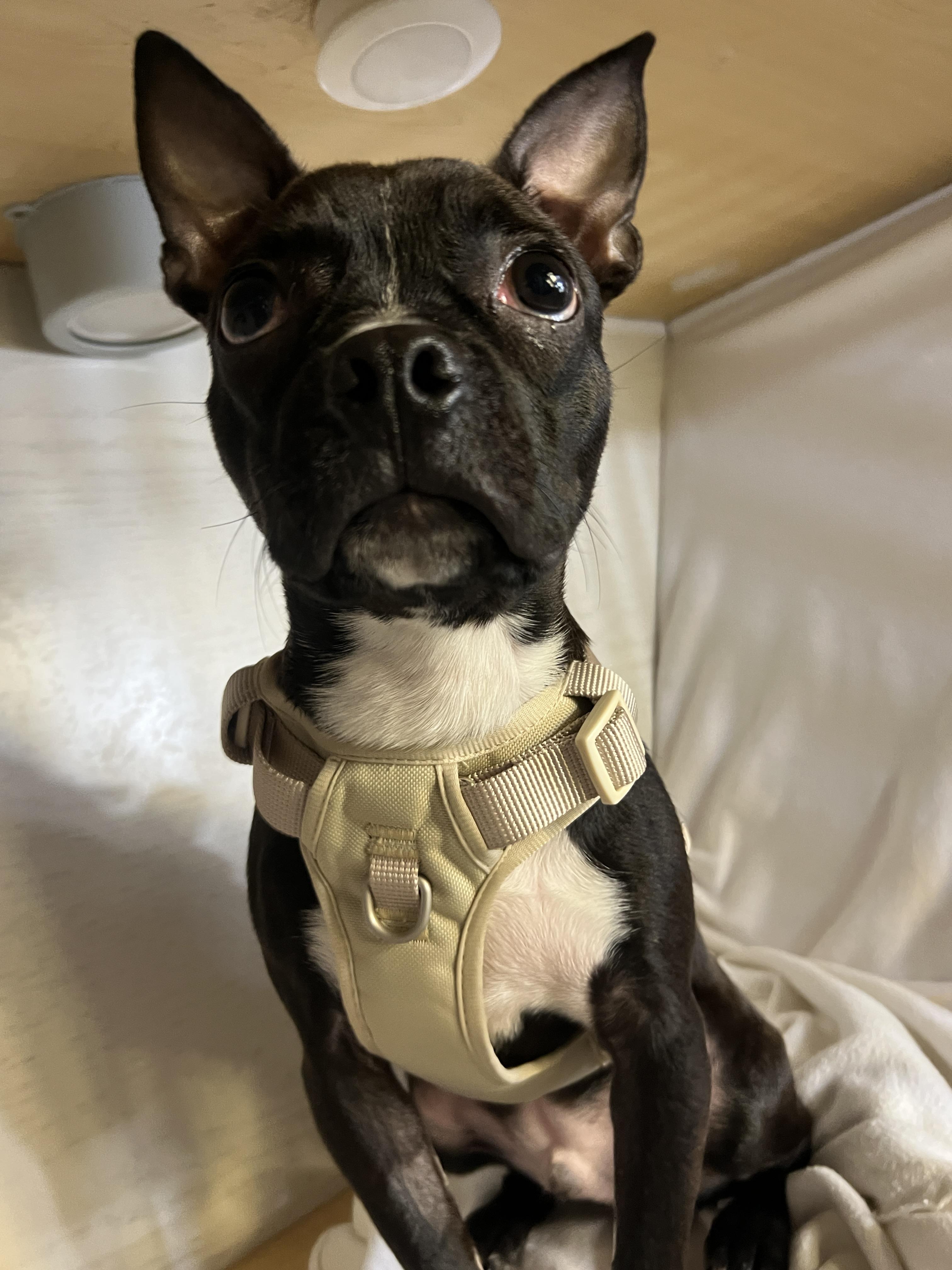 Enlarge Guinness, a ADOPTABLE Boston Terrier in Hawthorne, CA image 4/6