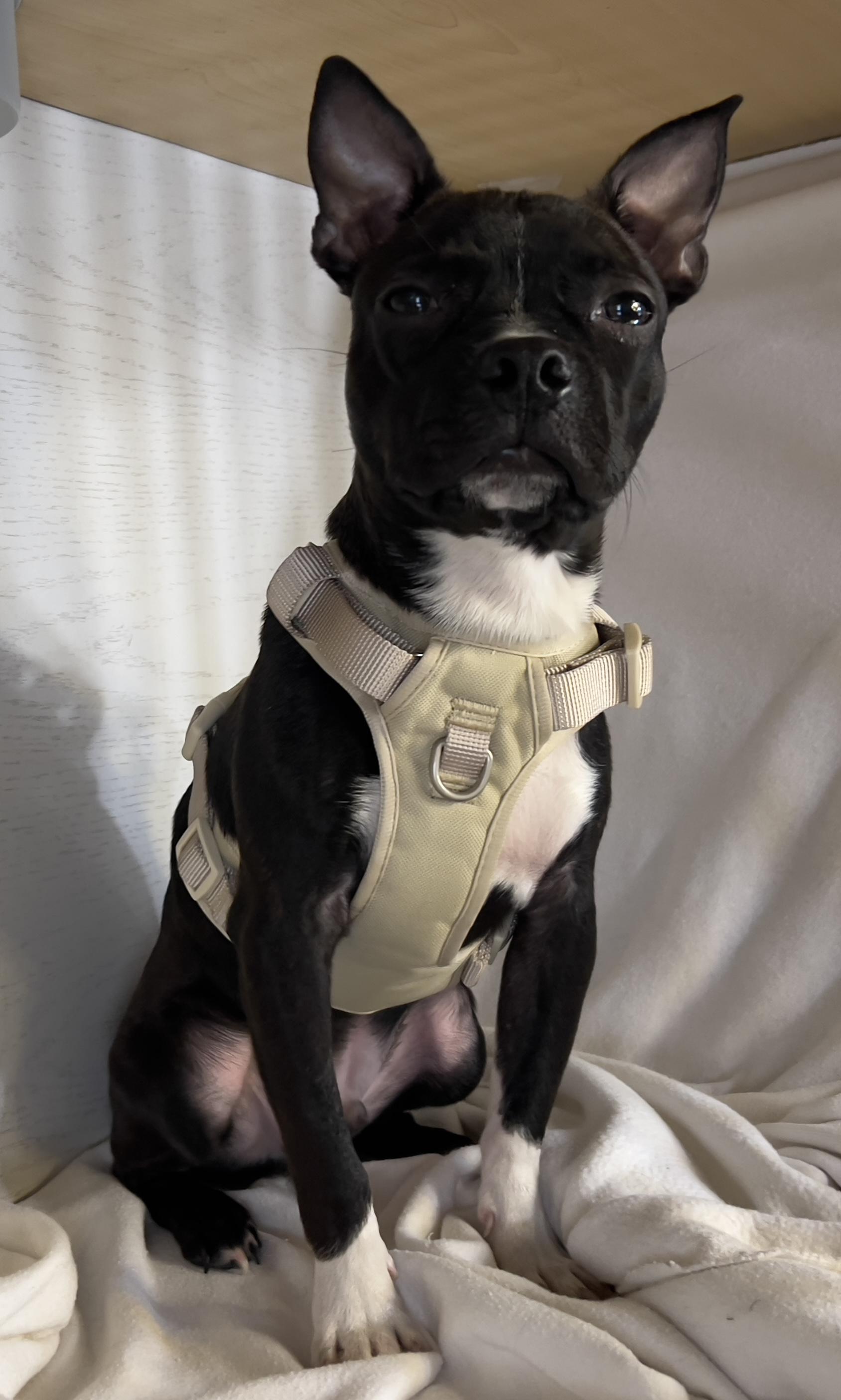 Enlarge Guinness, a ADOPTABLE Boston Terrier in Hawthorne, CA image 5/6
