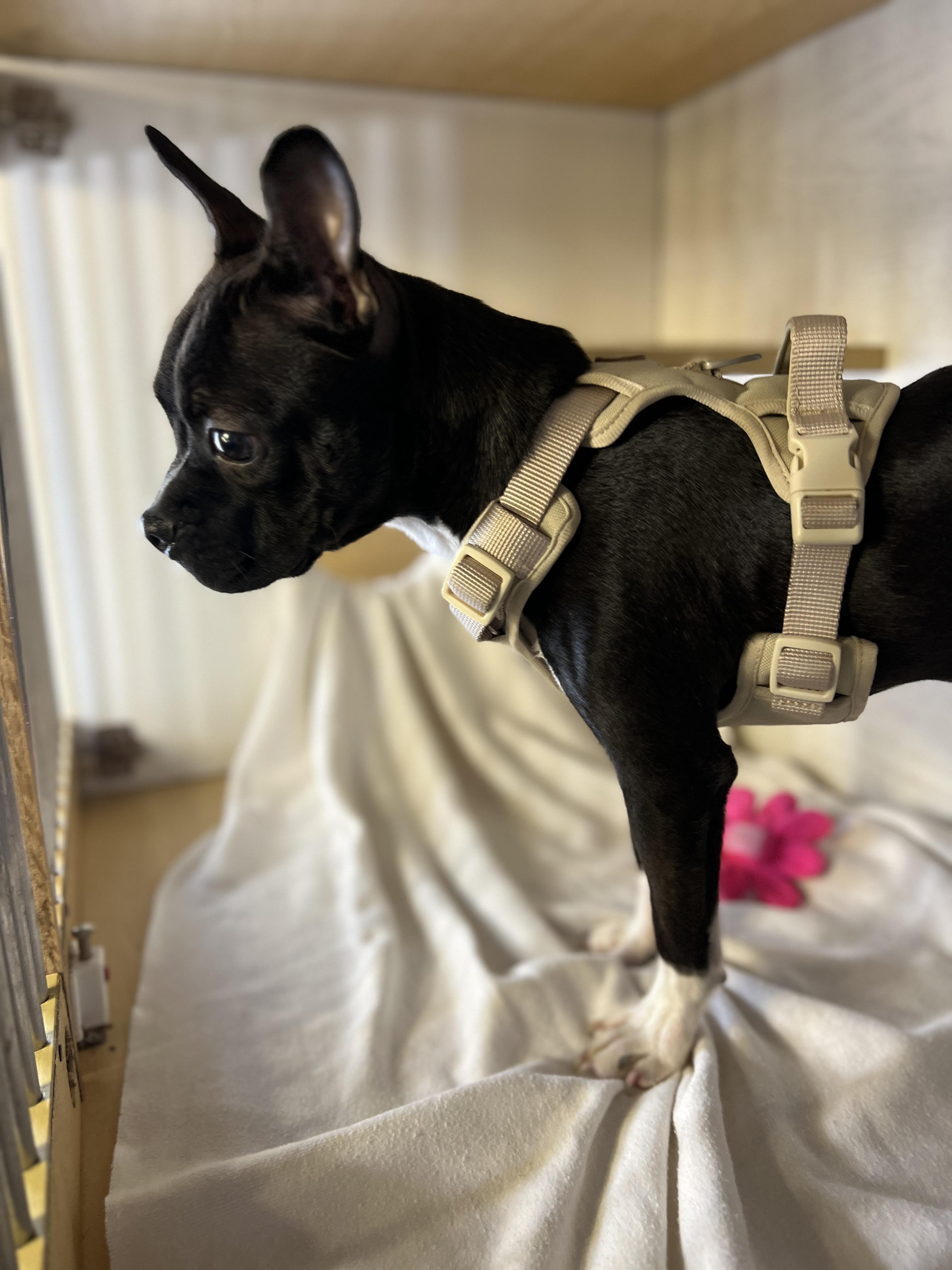 Enlarge Guinness, a ADOPTABLE Boston Terrier in Hawthorne, CA image 6/6