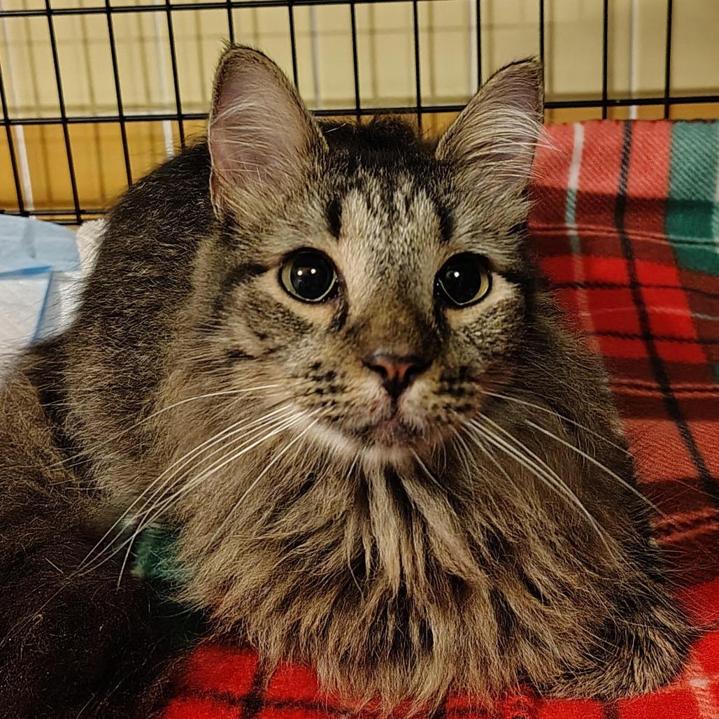 Burnt Toast, Adoptable, Adult Female Domestic Long Hair.