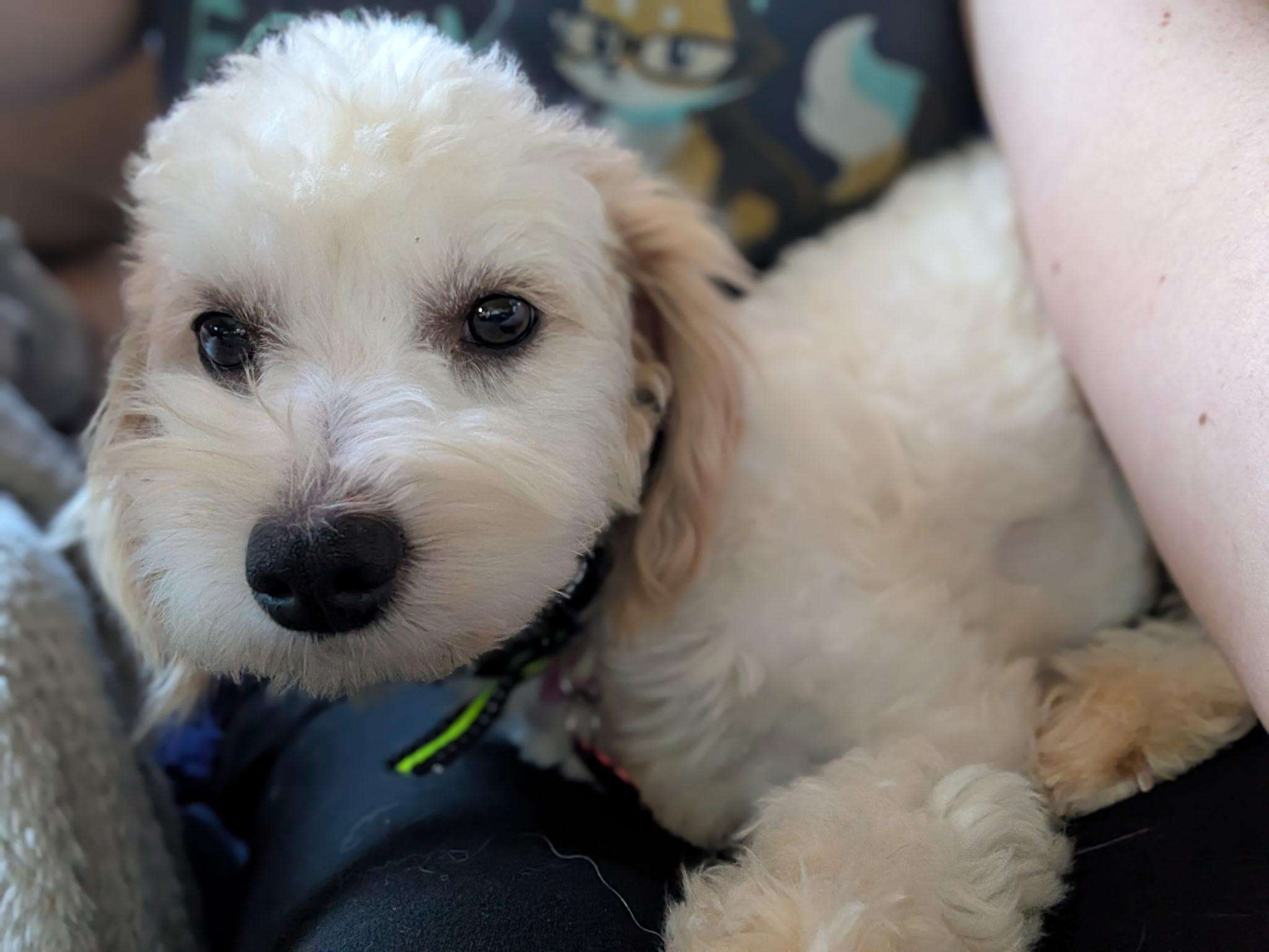 Enlarge Blanche, a ADOPTABLE mixed breed in West Valley, UT image 6/6