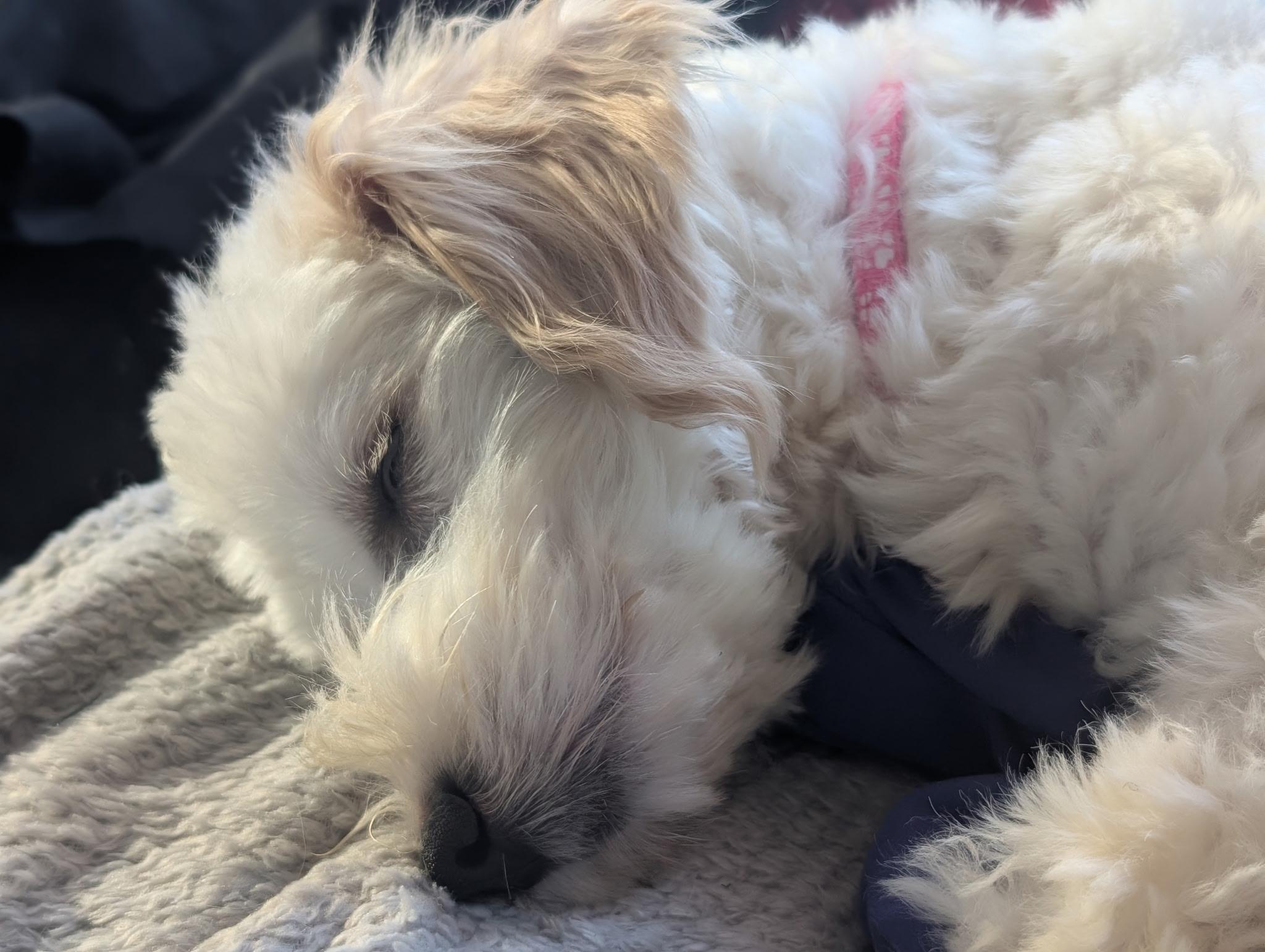 Enlarge Blanche, a ADOPTABLE mixed breed in West Valley, UT image 4/6