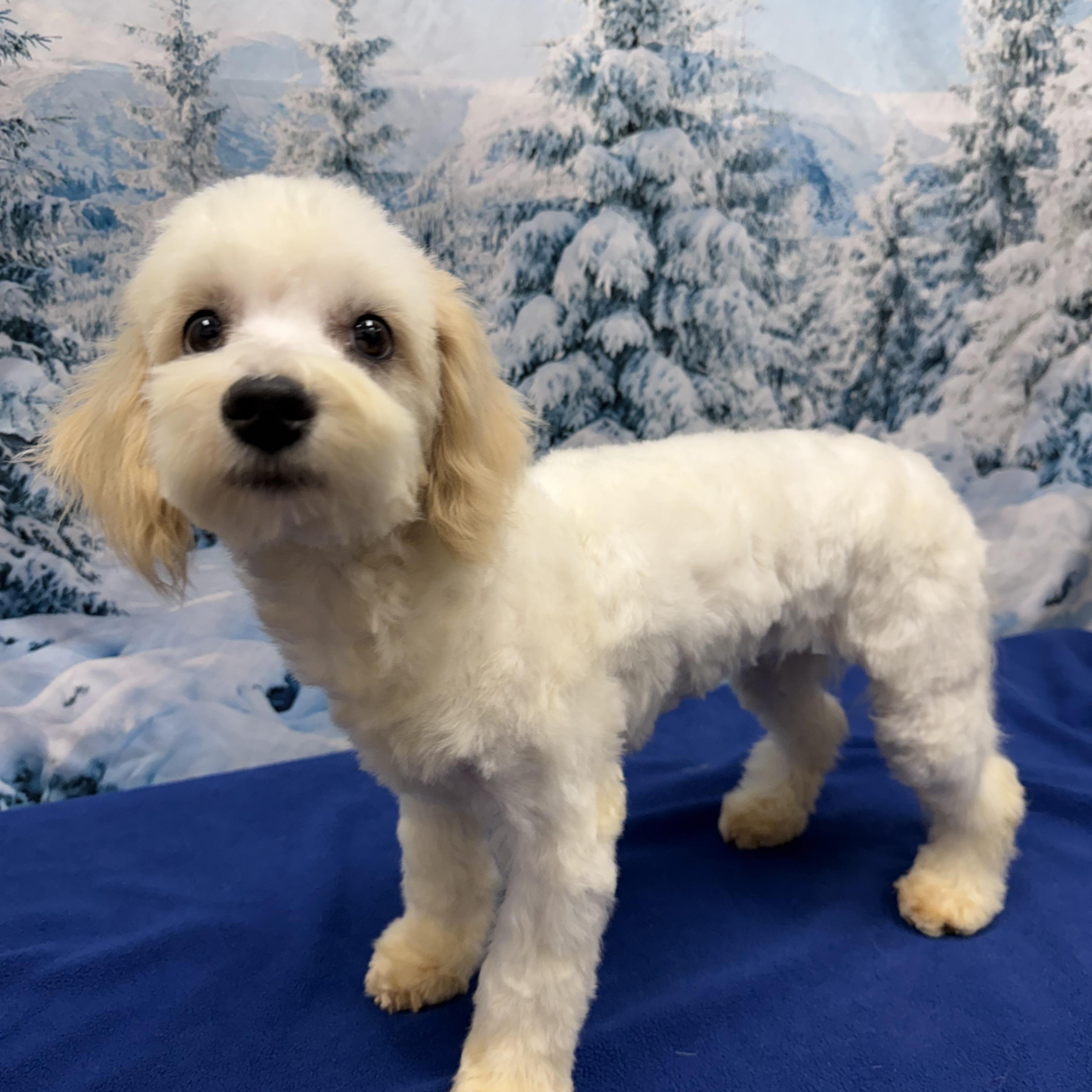 Enlarge Blanche, a ADOPTABLE mixed breed in West Valley, UT image 2/6