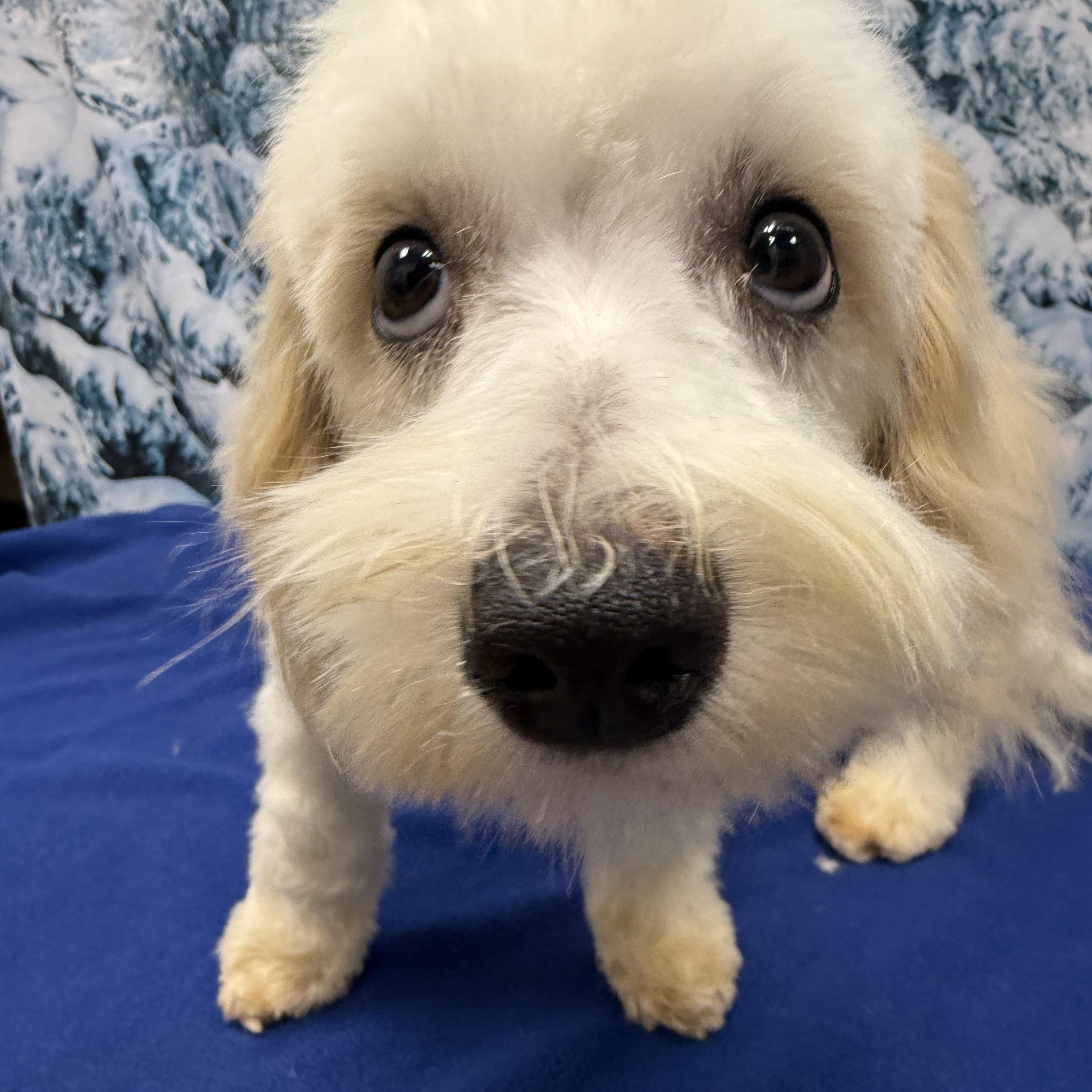 Blanche, ADOPTABLE, Young Female Bichon Frise & Miniature Schnauzer.