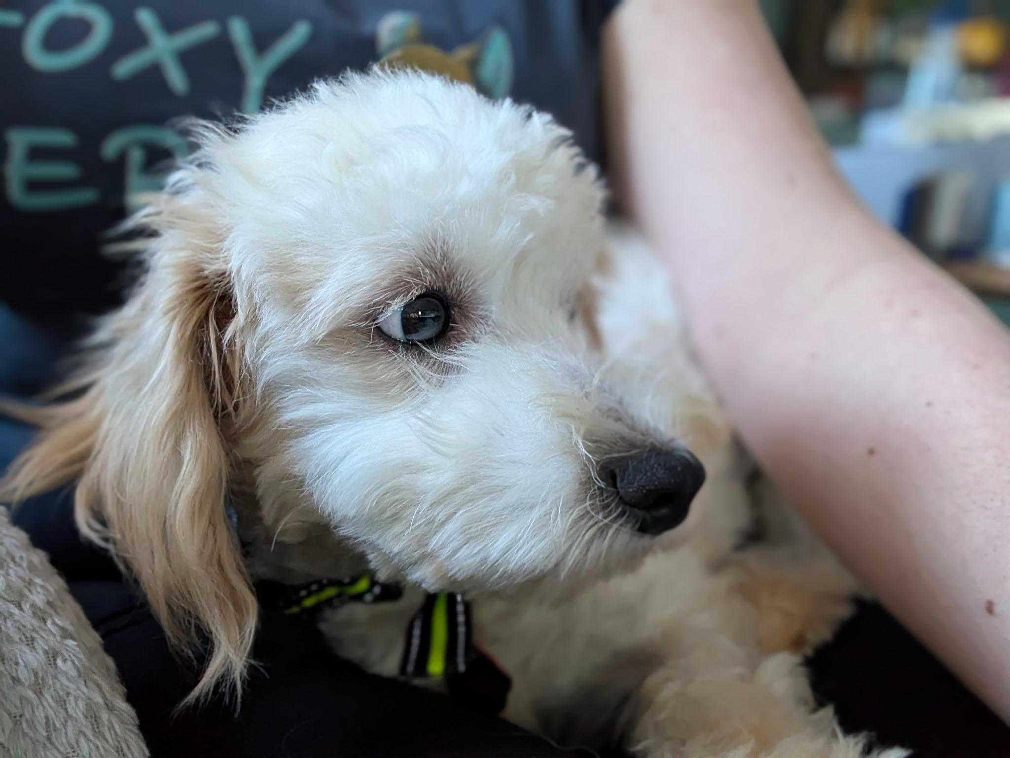 Enlarge Blanche, a ADOPTABLE mixed breed in West Valley, UT image 3/6