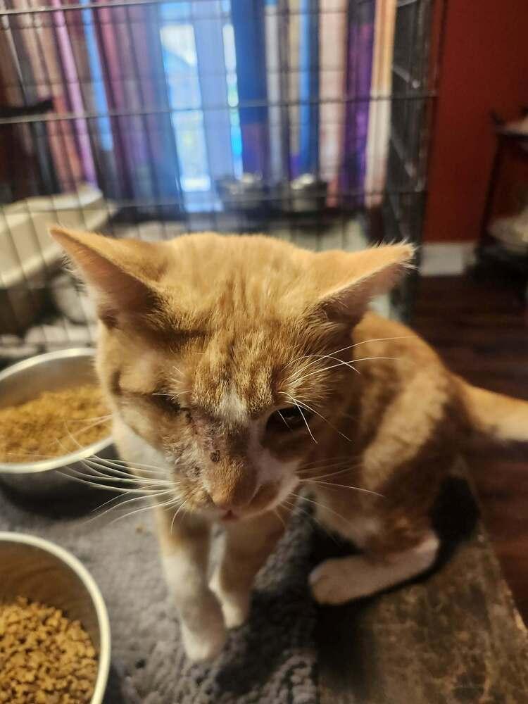 Enlarge Sabu, a Adoptable Domestic Short Hair in Salisbury, NC image 2/3