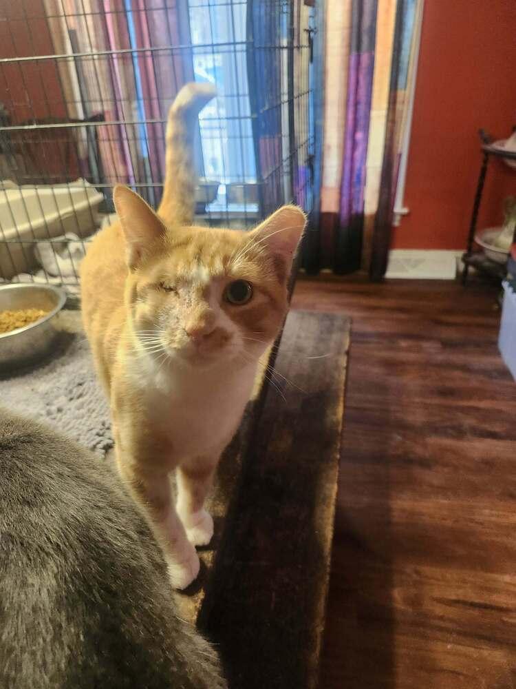 Enlarge Sabu, a Adoptable Domestic Short Hair in Salisbury, NC image 3/3