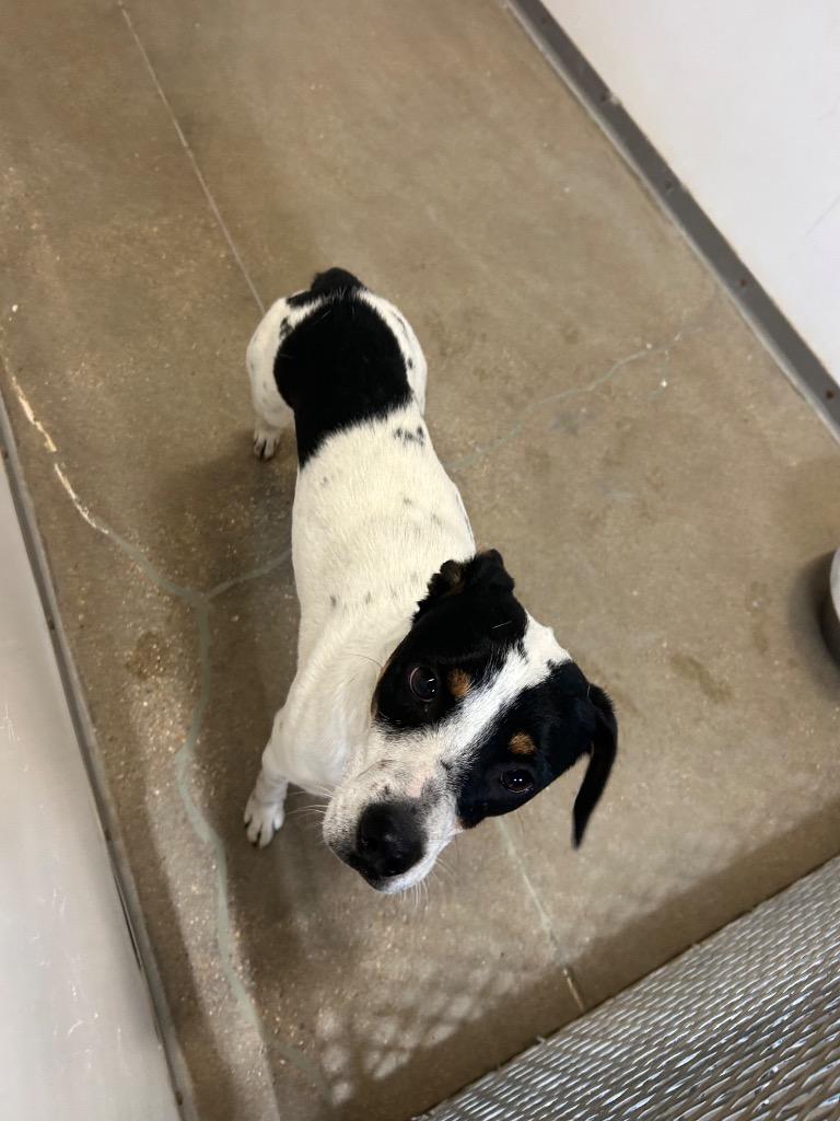 Jr, a Adopted mixed breed in Belton, TX image 1/5