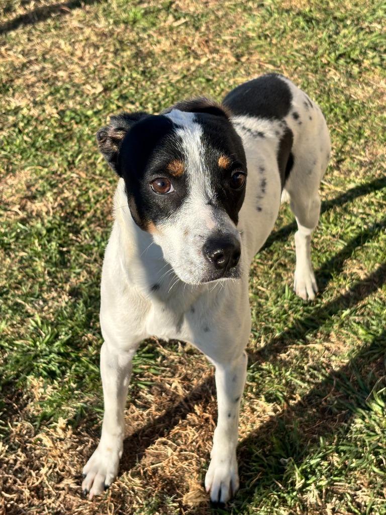 Jr, a Adopted mixed breed in Belton, TX image 2/5