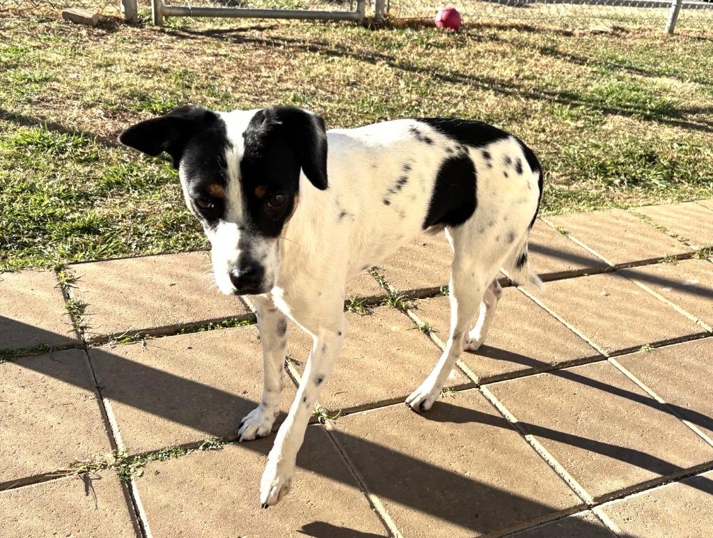 Jr, a Adopted mixed breed in Belton, TX image 3/5