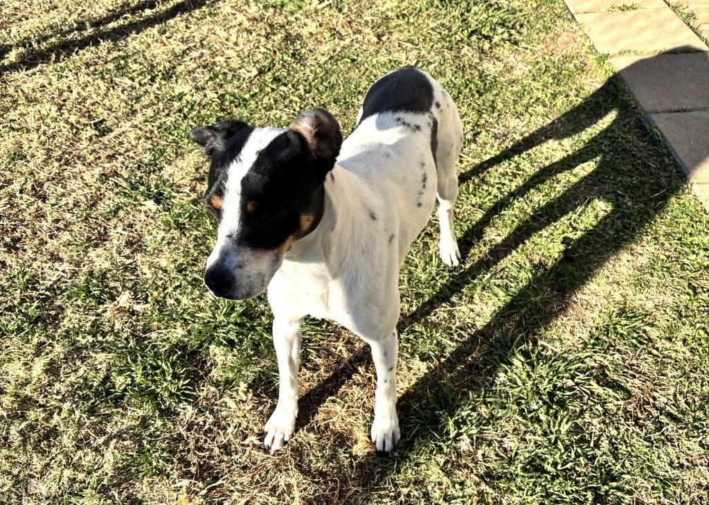 Jr, a Adopted mixed breed in Belton, TX image 4/5