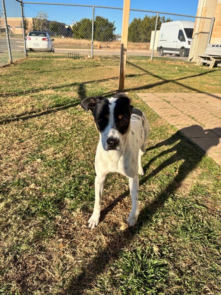 Jr, a Adopted mixed breed in Belton, TX image 5/5