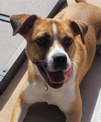 (Courtesy Listing) Coco, ADOPTABLE, Puppy Female Boxer.