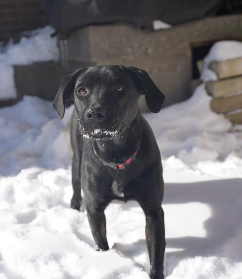 Enlarge Kirk, a ADOPTABLE Black Labrador Retriever in Oshawa, ON image 3/5