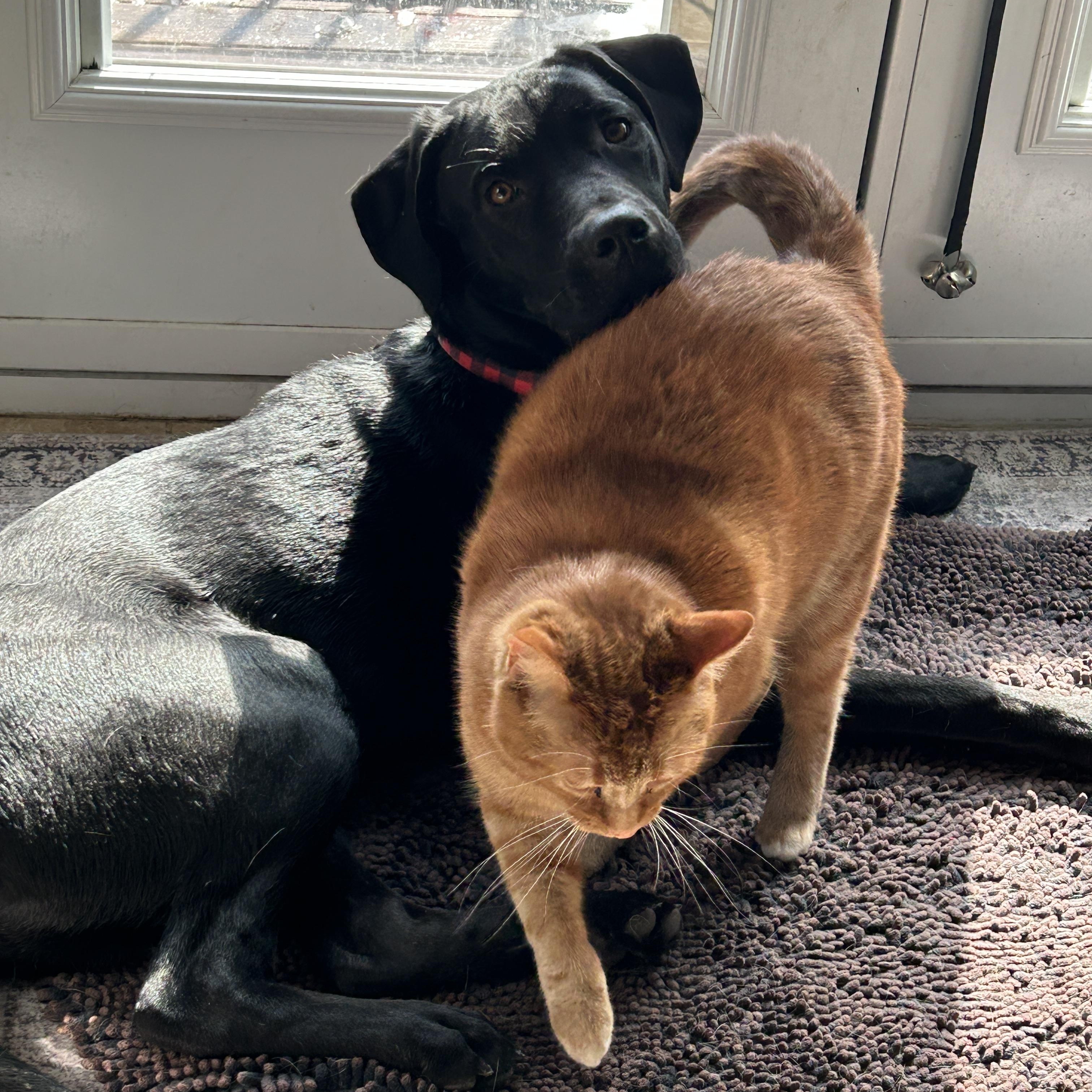 Enlarge Kirk, a ADOPTABLE Black Labrador Retriever in Oshawa, ON image 2/6