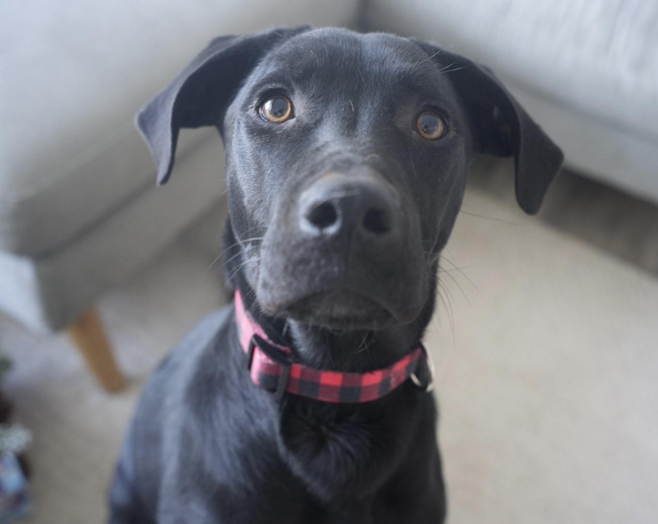 Enlarge Kirk, a ADOPTABLE Black Labrador Retriever in Oshawa, ON image 2/5