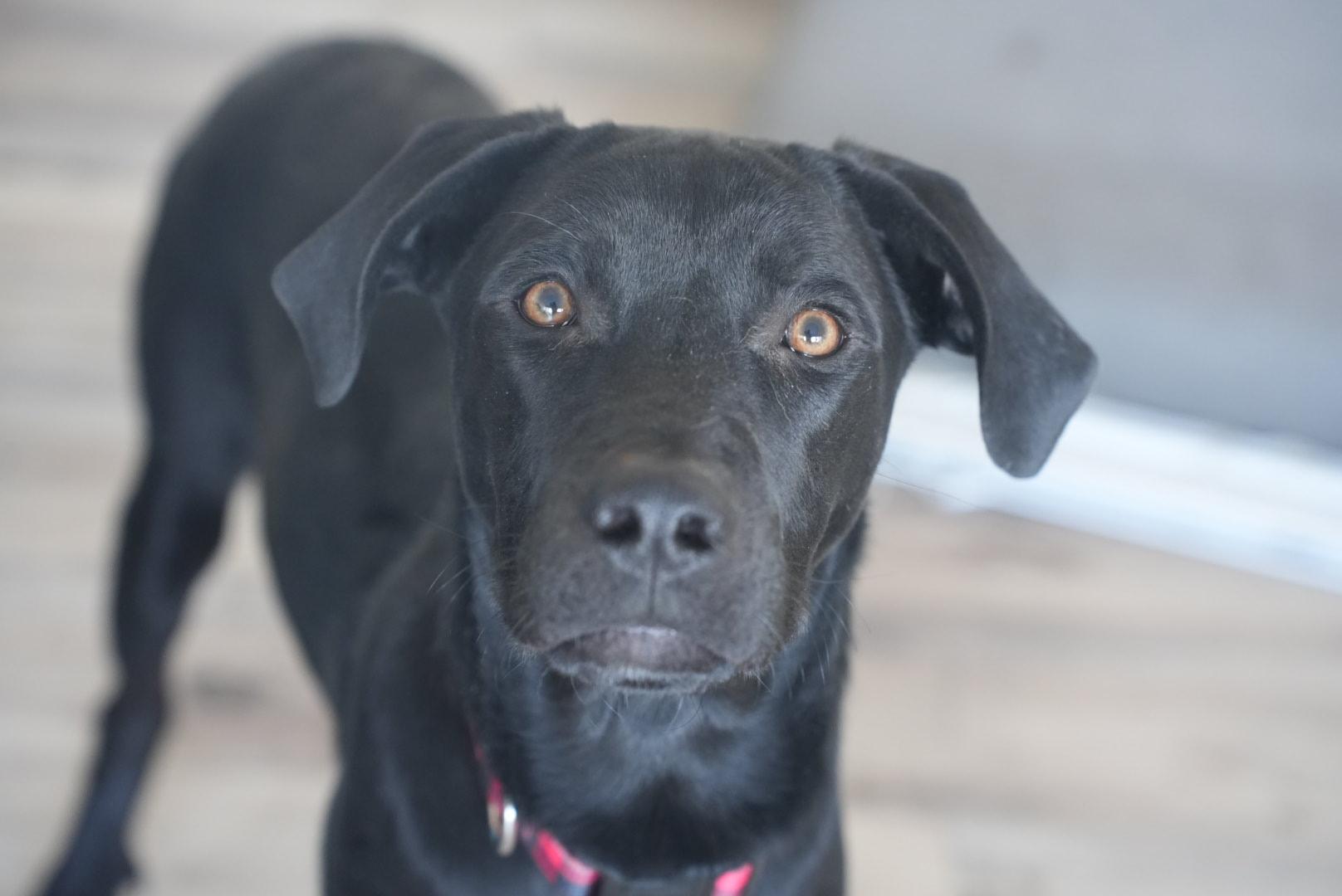Kirk, ADOPTABLE, Young Male Black Labrador Retriever.