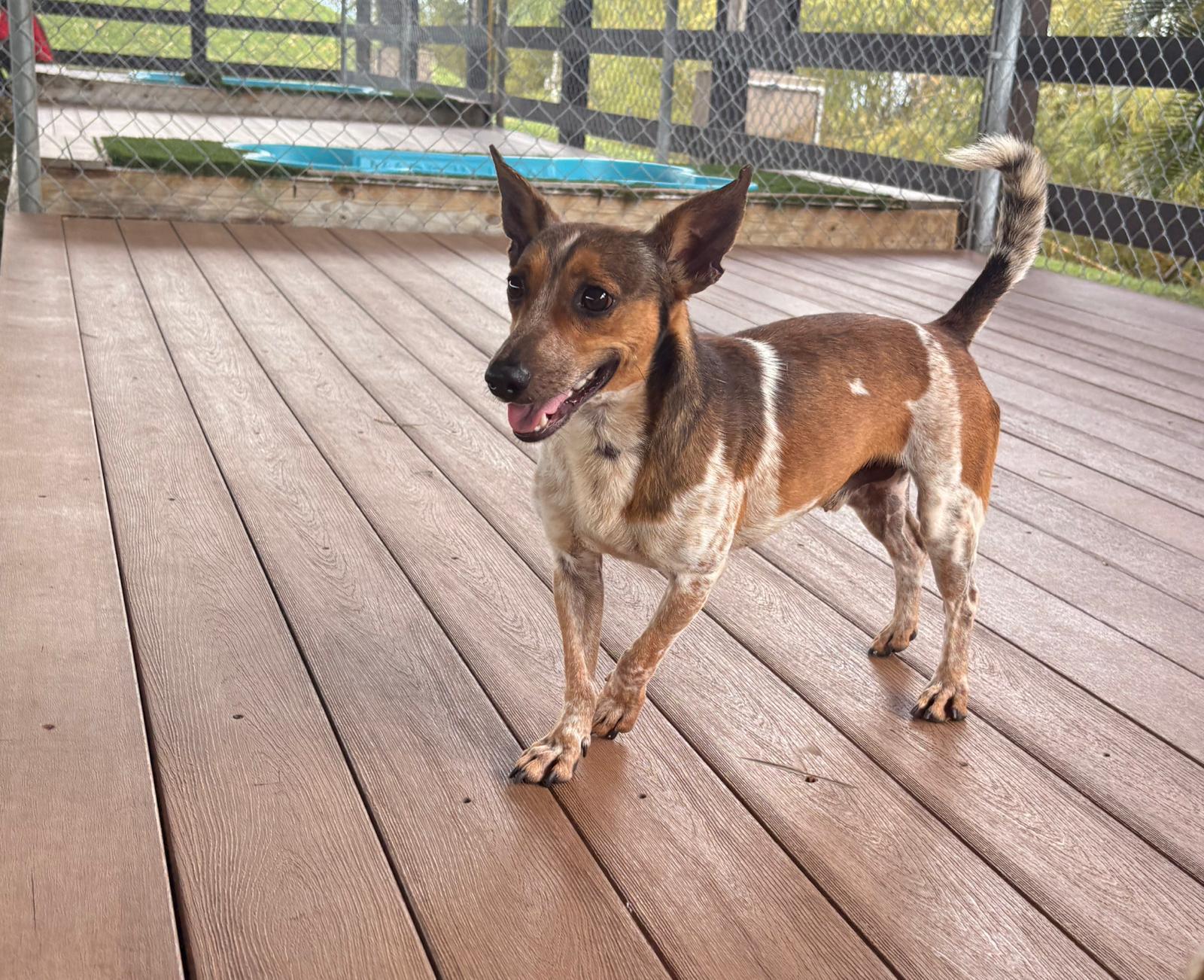 Enlarge Leopold, a ADOPTABLE Mixed Breed in Morristown, NJ image 1/4